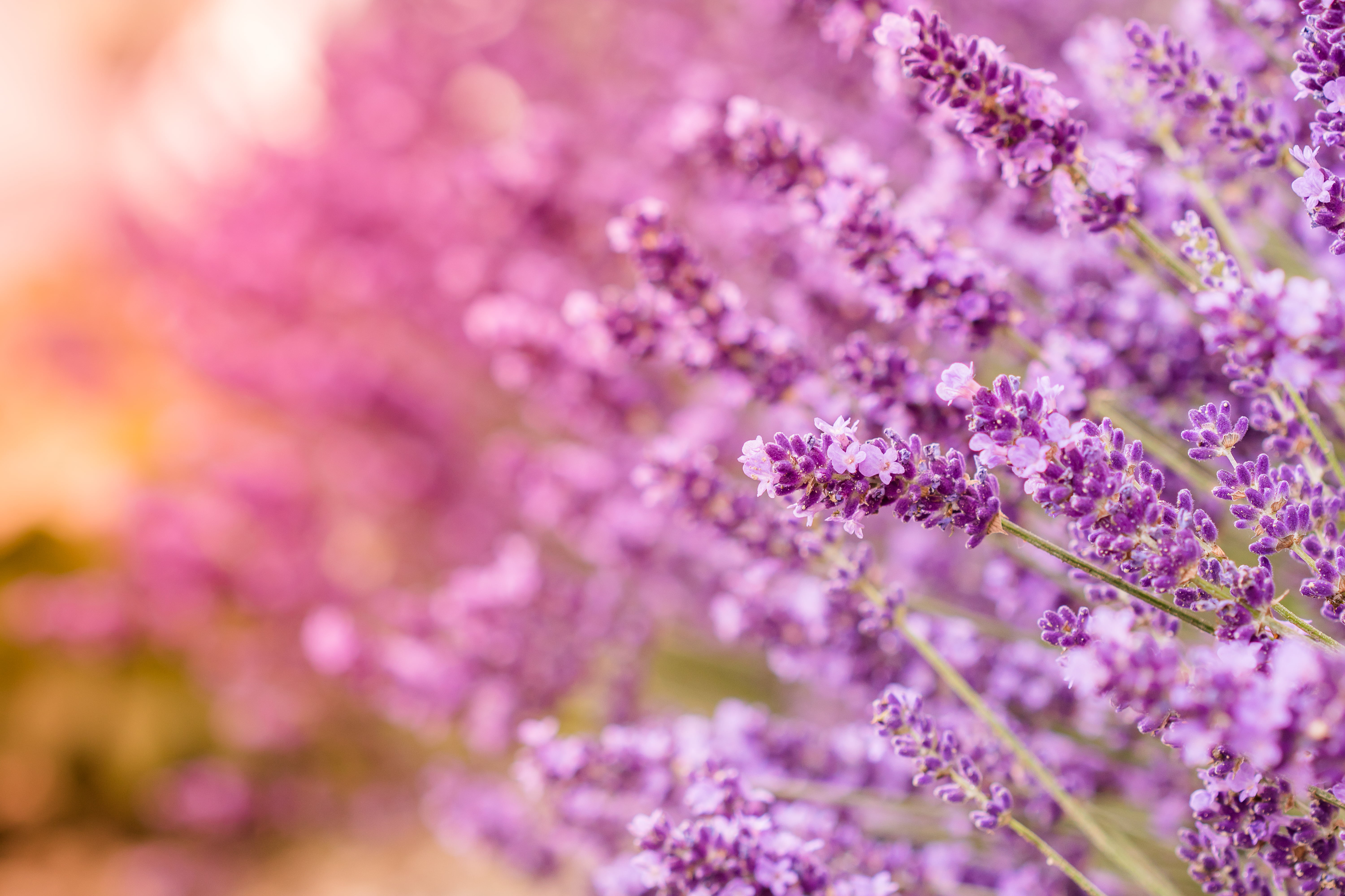 lavender, Provence, sunlight, shot, 5K, springtime, close-up, plant, outdoors, flowers, photography, macro shot, bokeh, bloom, lève, et après, En, blossom, HD Wallpaper