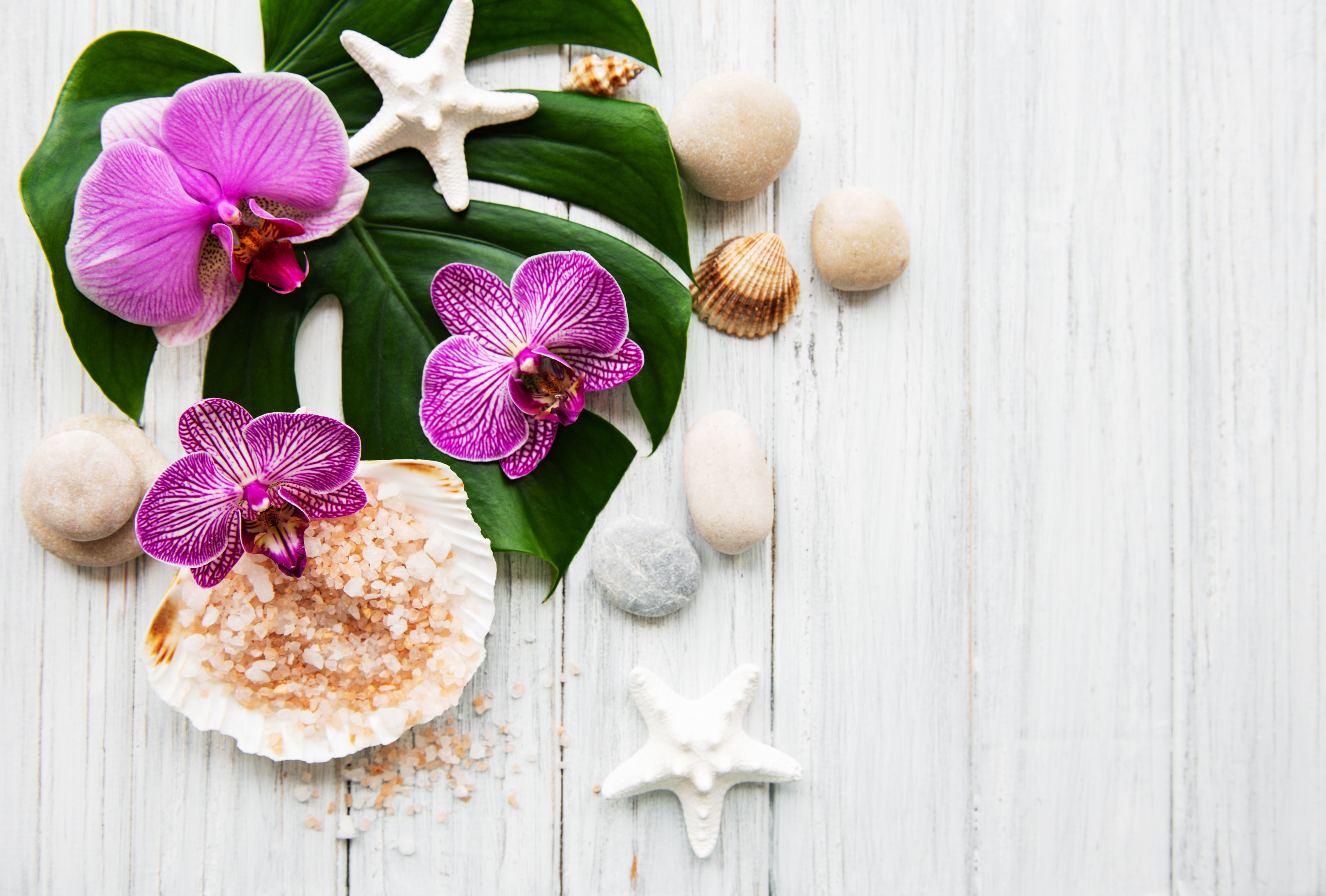 pebbles, stones, zen, salt, orchis, 5K, matine, starfish, flowers, orchids, Spa, HD Wallpaper