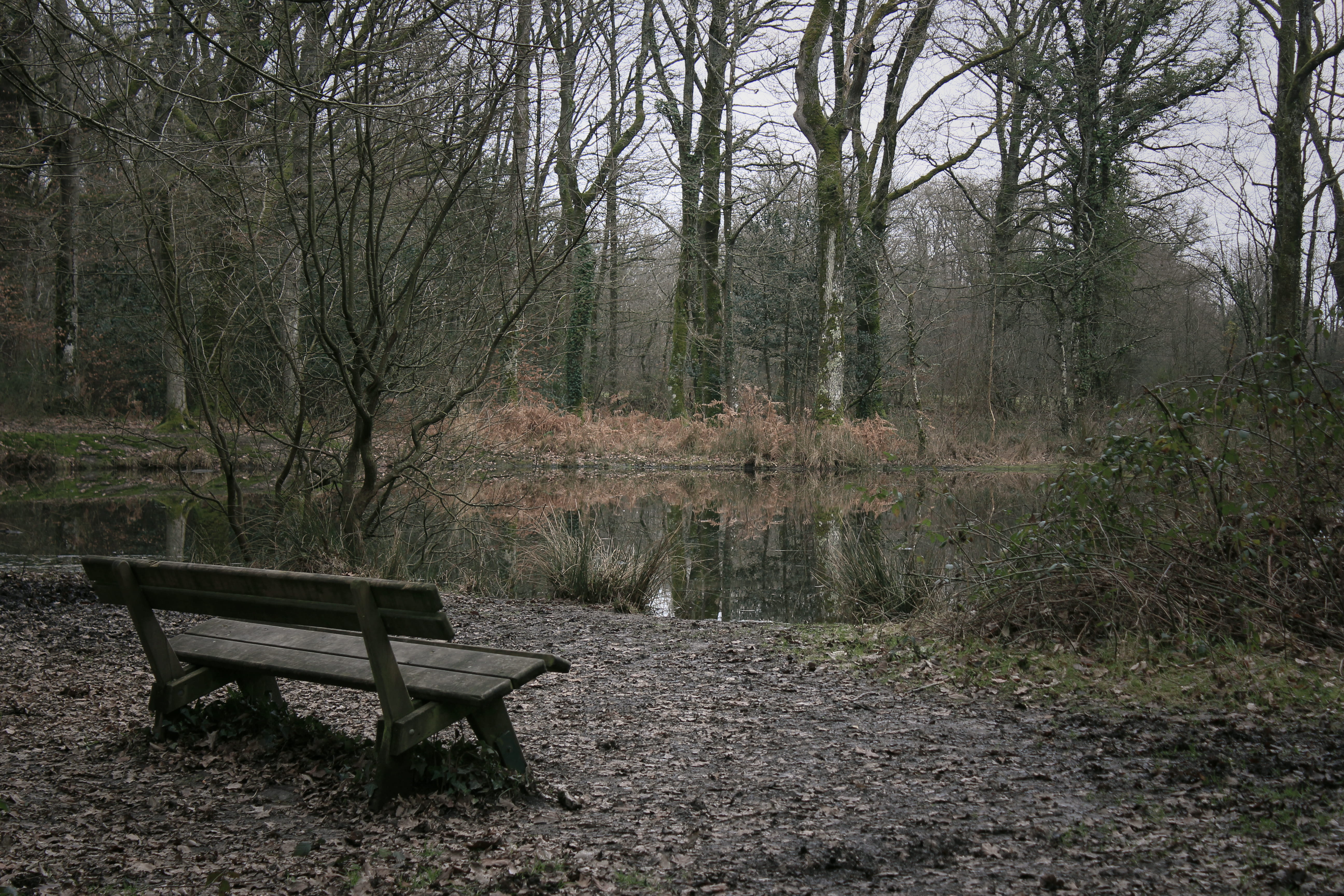 park bench, land, day, park, seat, non-urban scene, 5K, empty, plant, forêt de touffou, no people, tree trunk, france, scenics - nature, growth, forest, HD Wallpaper