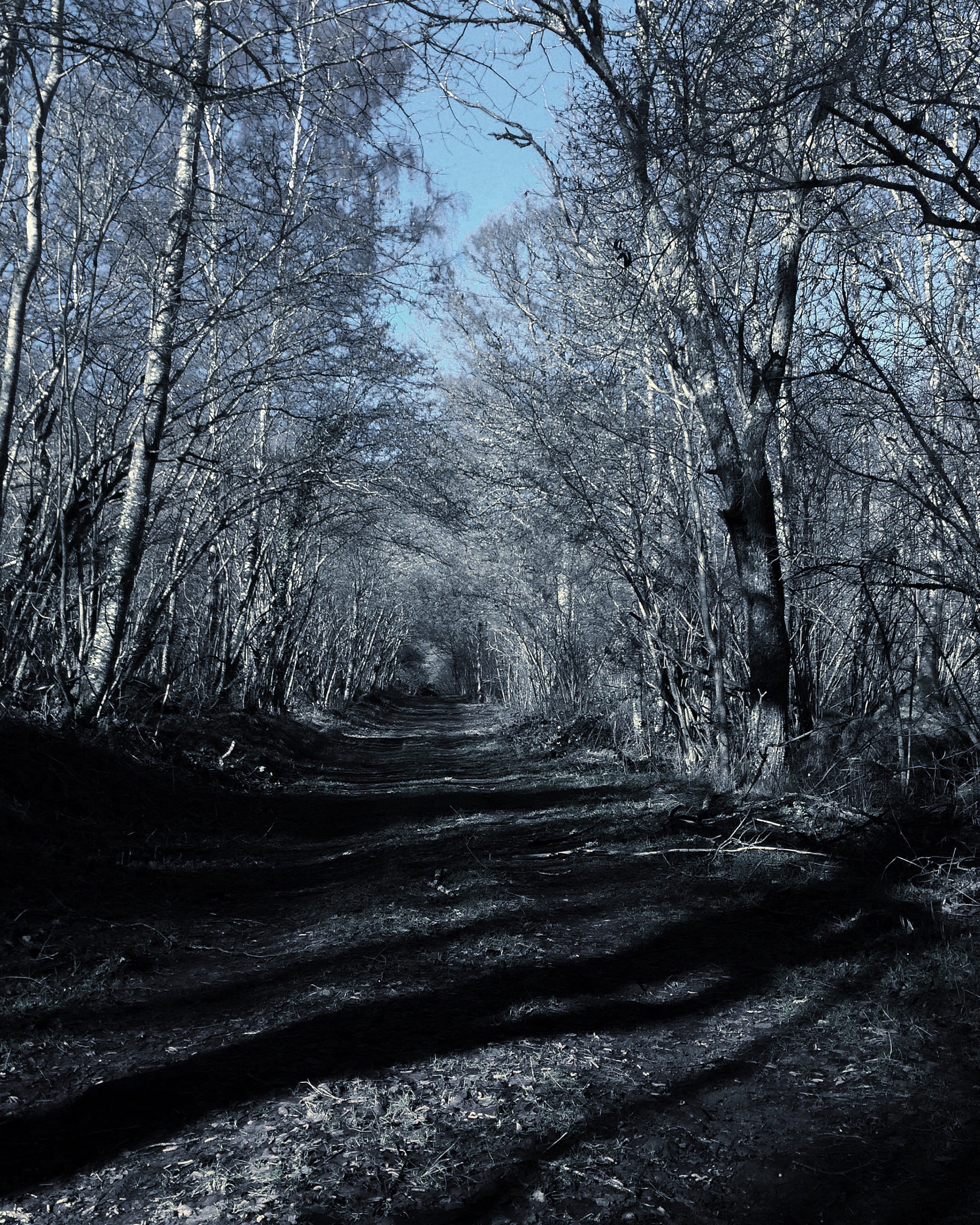 non-urban scene, day, mountain forêt wood puy-de-dôme auvergne france, scenics - nature, tranquility, plant, tree trunk, branch, trunk, bare tree, tree, Phone HD Wallpaper