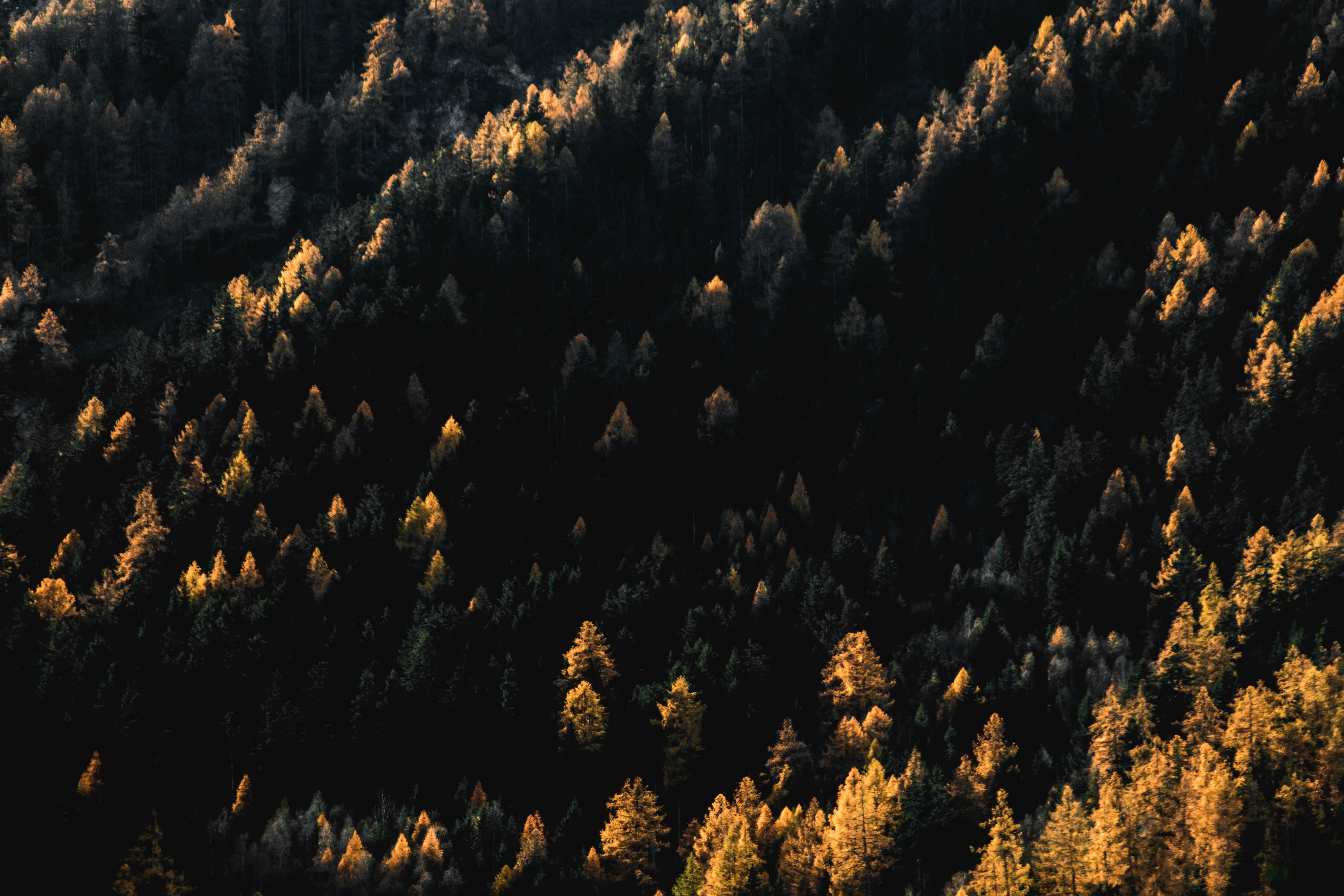 coniferous tree, tree, background, idyllic, forest, growth, tranquility, tranquil scene, beauty in nature, no people, pine, pine tree, conifer, abies, environment, HD Wallpaper