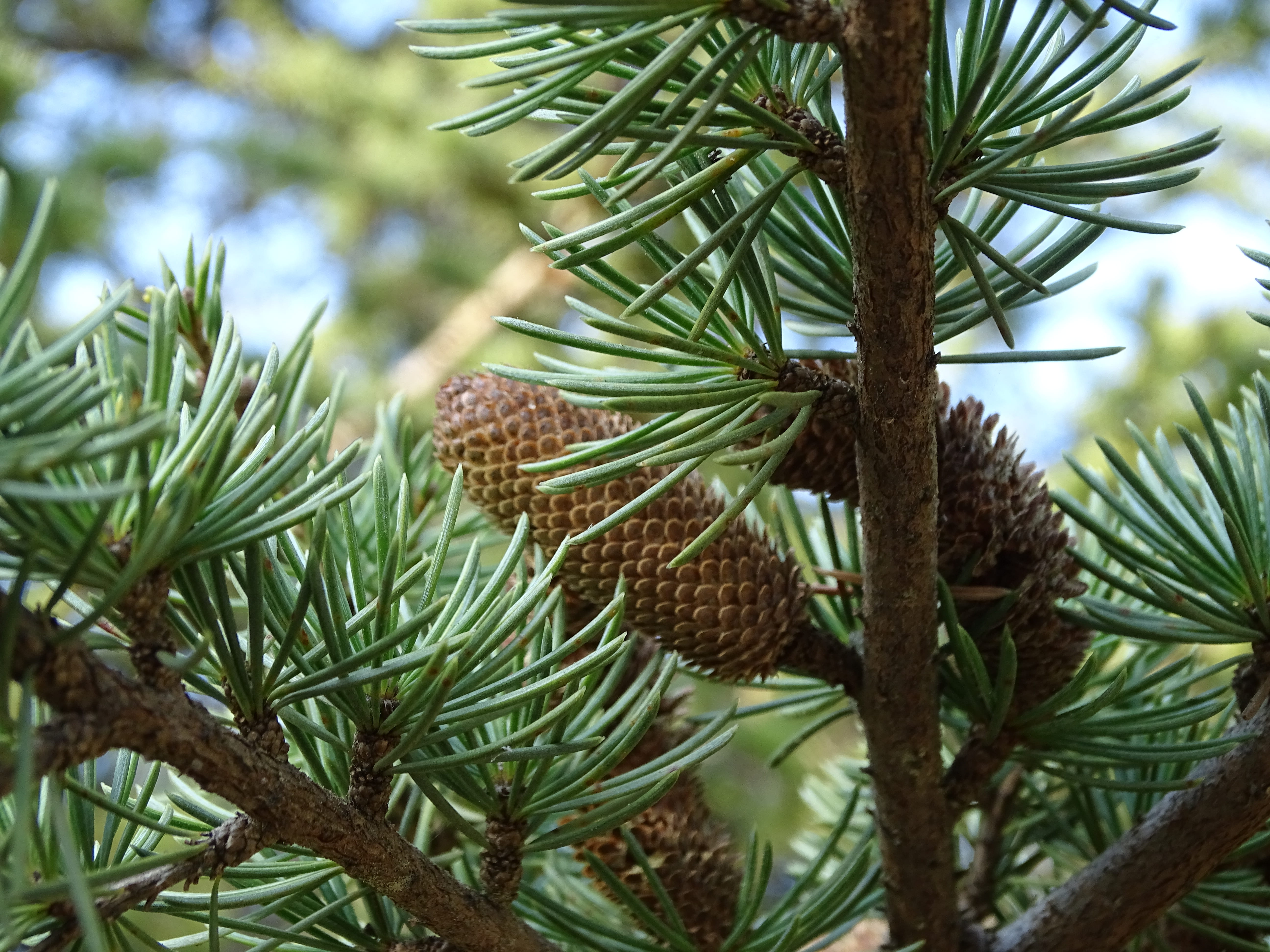 fir tree, 5K, autumn, pine tree, beauty in nature, sapin, growth, forêt, fir, christmas tree, needle - plant part, no people, pine cone, trees, christmas, HD Wallpaper