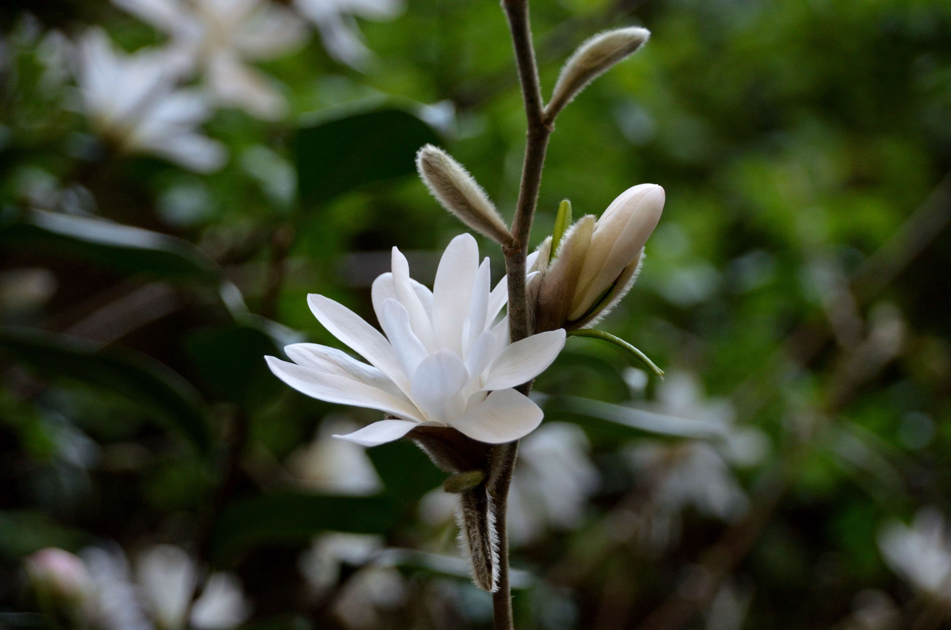 freshness, magnolias, no people, flowering plant, petal, la nature, white color, growth, 4K, close-up, vulnerability, focus on foreground, pollen, outdoors, HD Wallpaper
