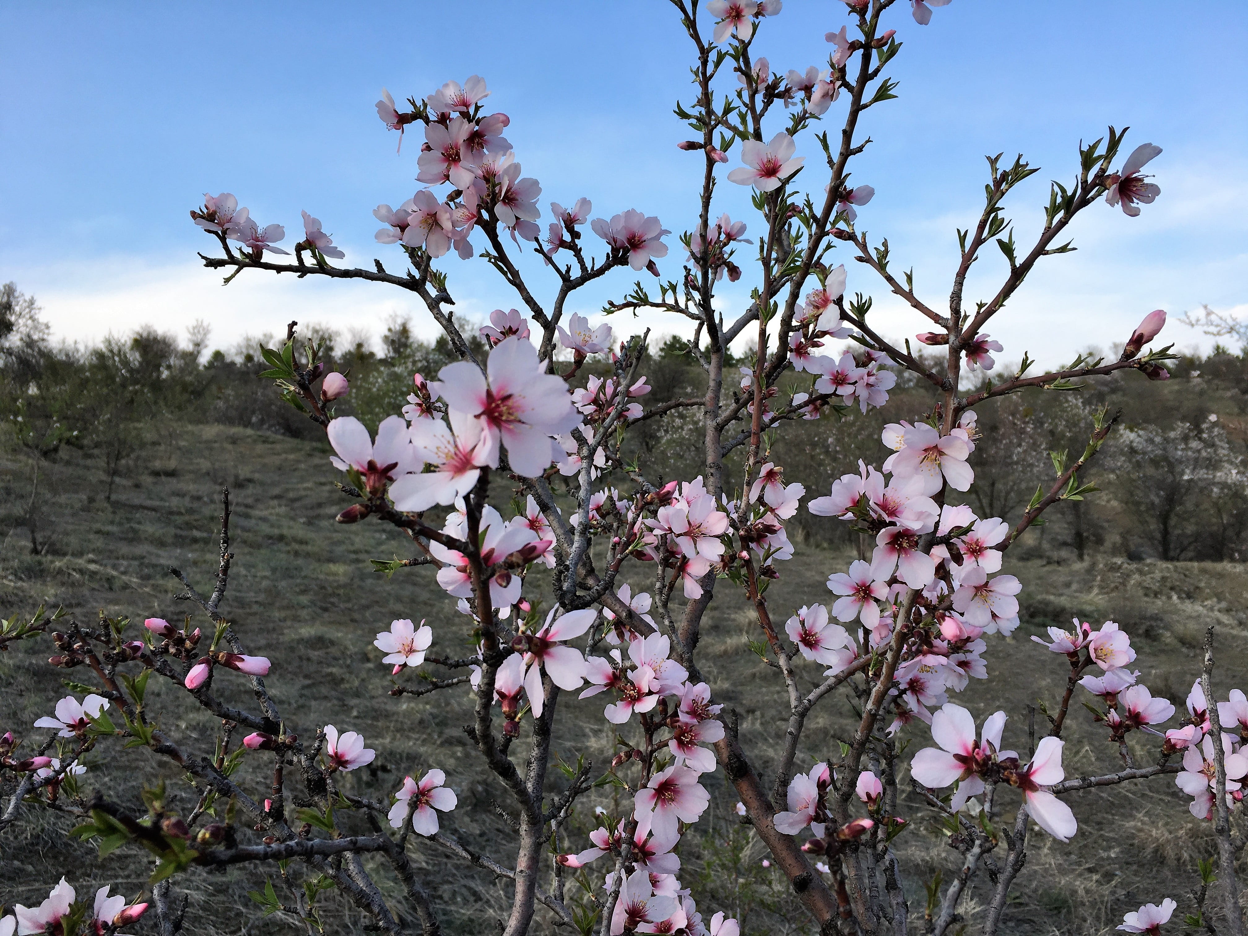 fragility, flowers, spring, growth, sky, petal, botany, 4K, no people, branch, весенний, outdoors, cherry blossom, flowering plant, vulnerability, springtime, HD Wallpaper