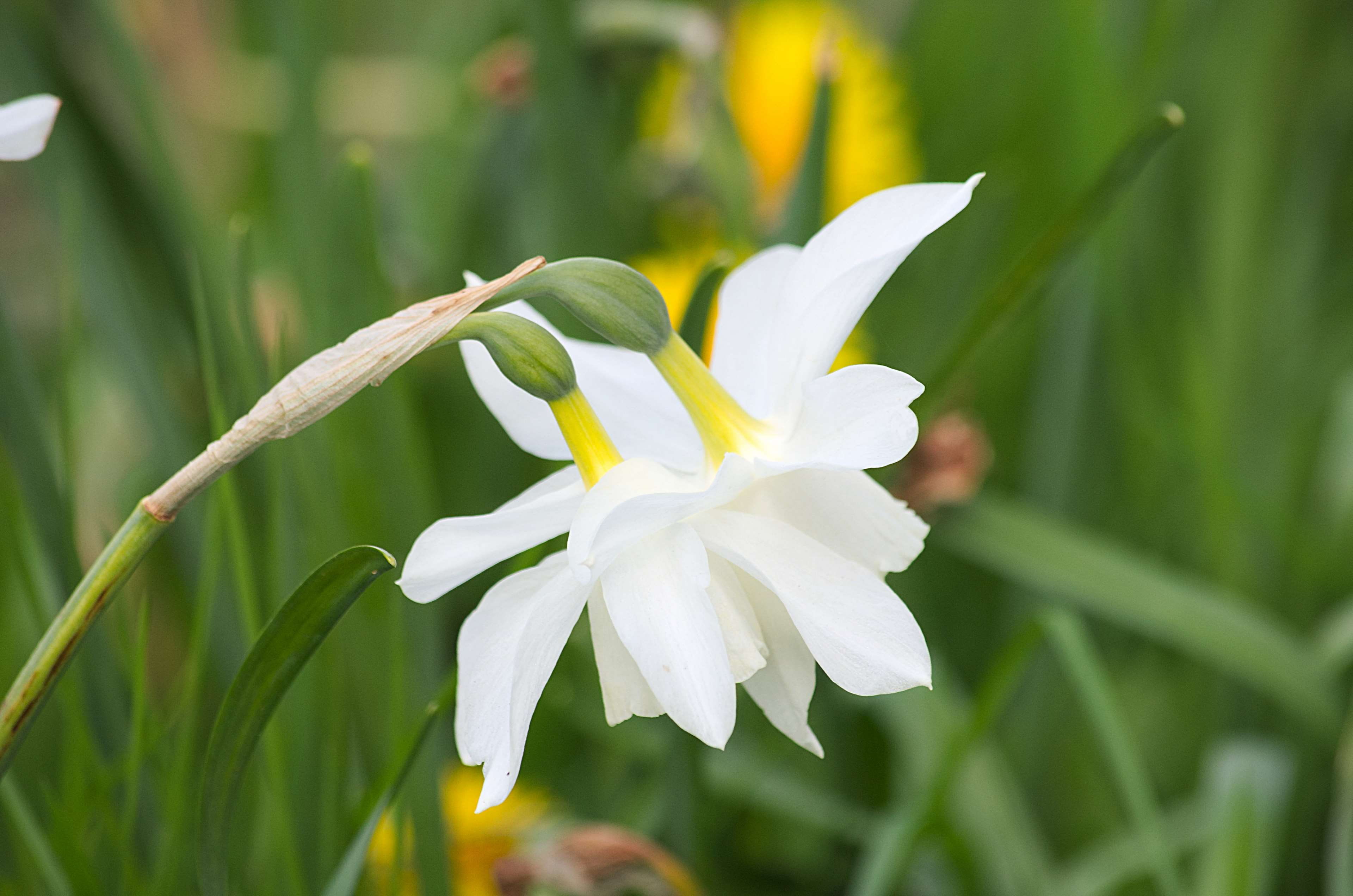 flore, no people, white color, 4K, springtime, nature, freshness, iris - plant, floraison, close-up, green color, pollen, focus on foreground, plant, plantes, HD Wallpaper