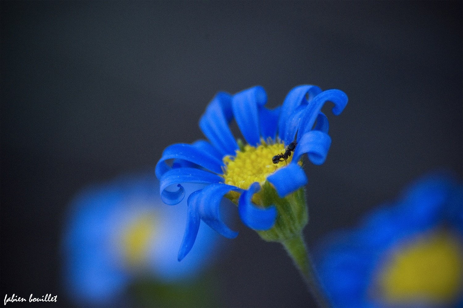 season, 720P, flowers, printemps, insects, campaign, landscapes, string, nature, tree, HD Wallpaper