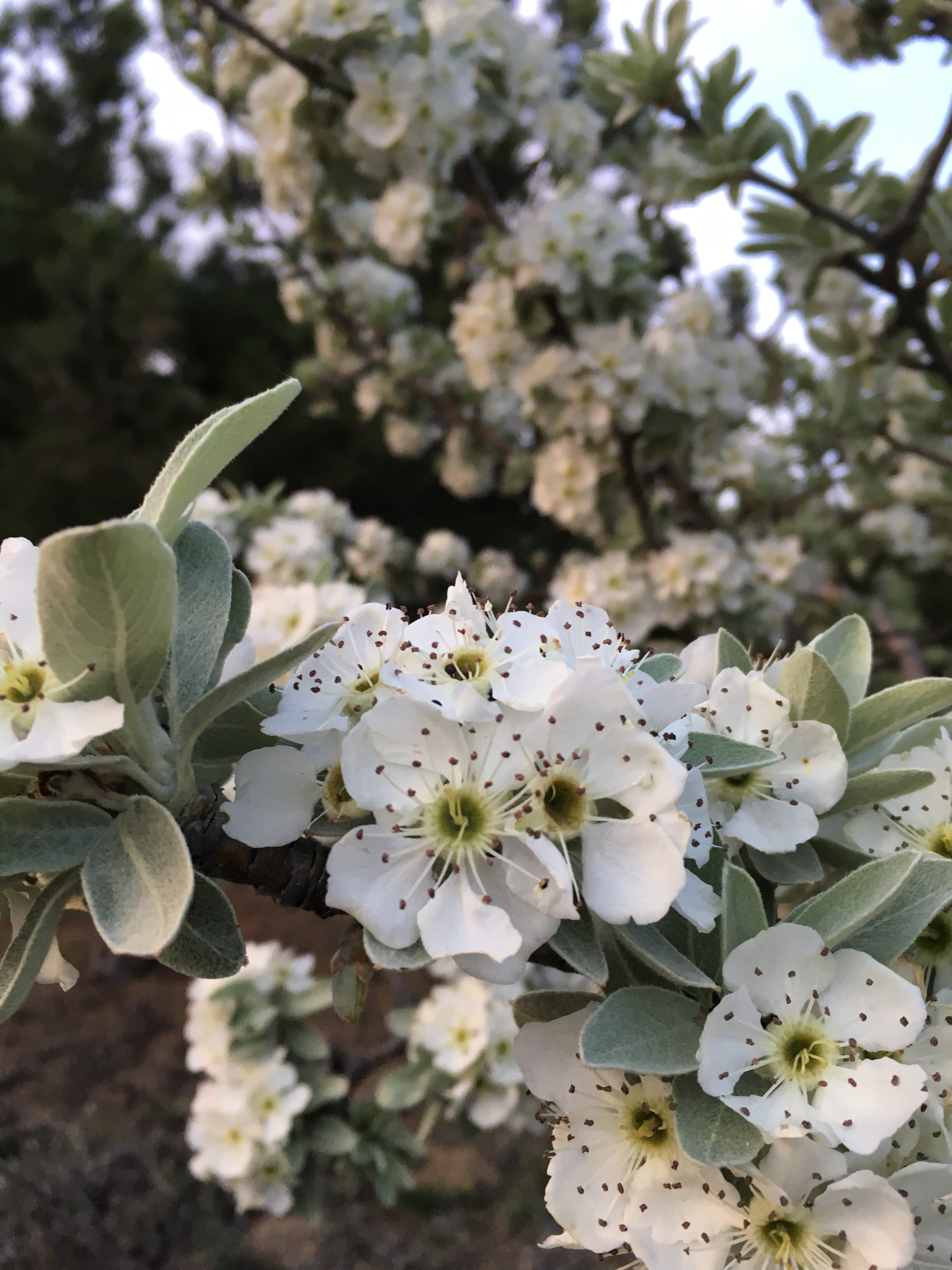 spring, white color, vulnerability, outdoors, printemps, plant, flowering plant, inflorescence, nature, close-up, pink flower, flower, primavera, pollen, Phone HD Wallpaper