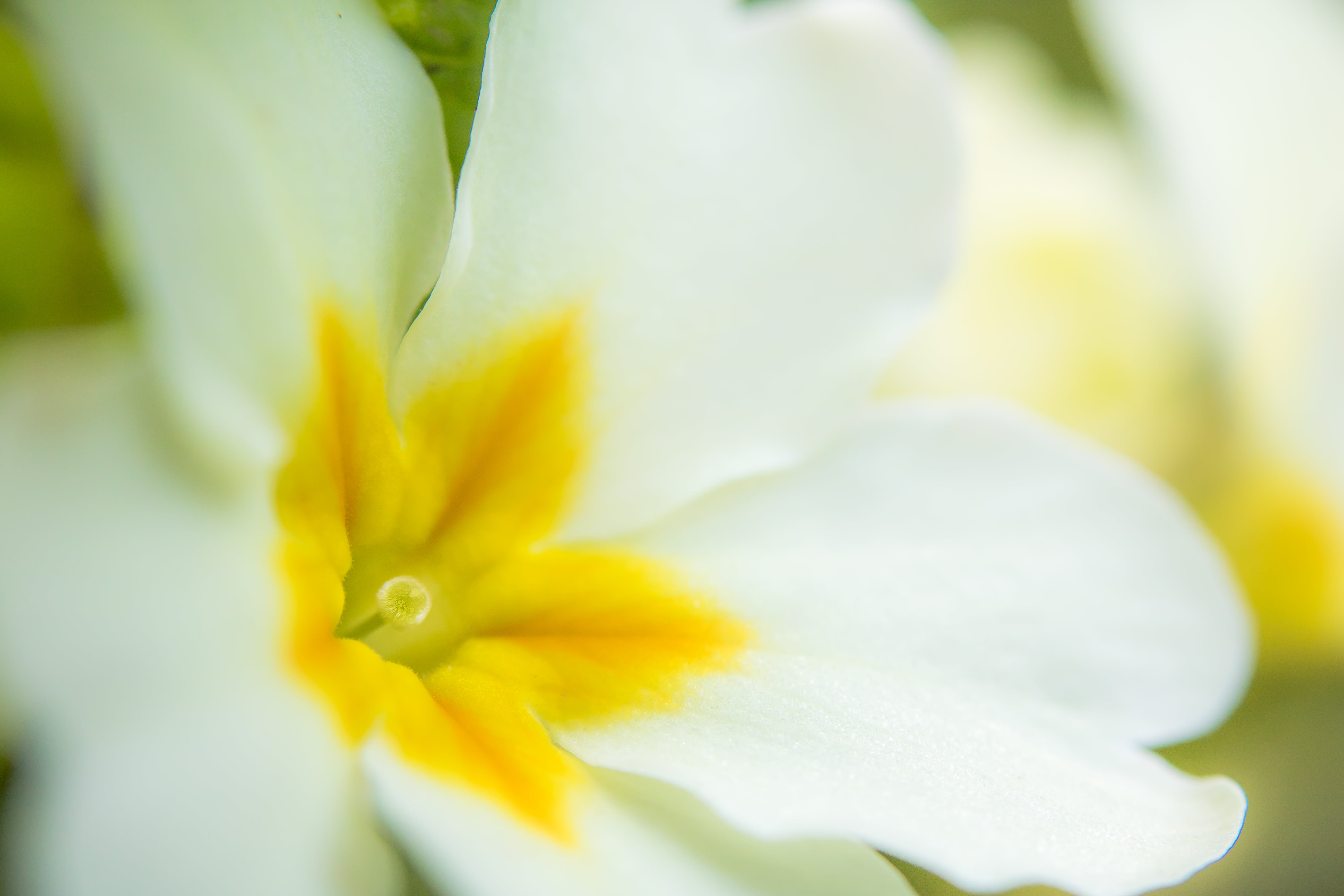 flower, petaled, 5K, printemps, primrose, white, close-up, yellow, bloom, HD Wallpaper