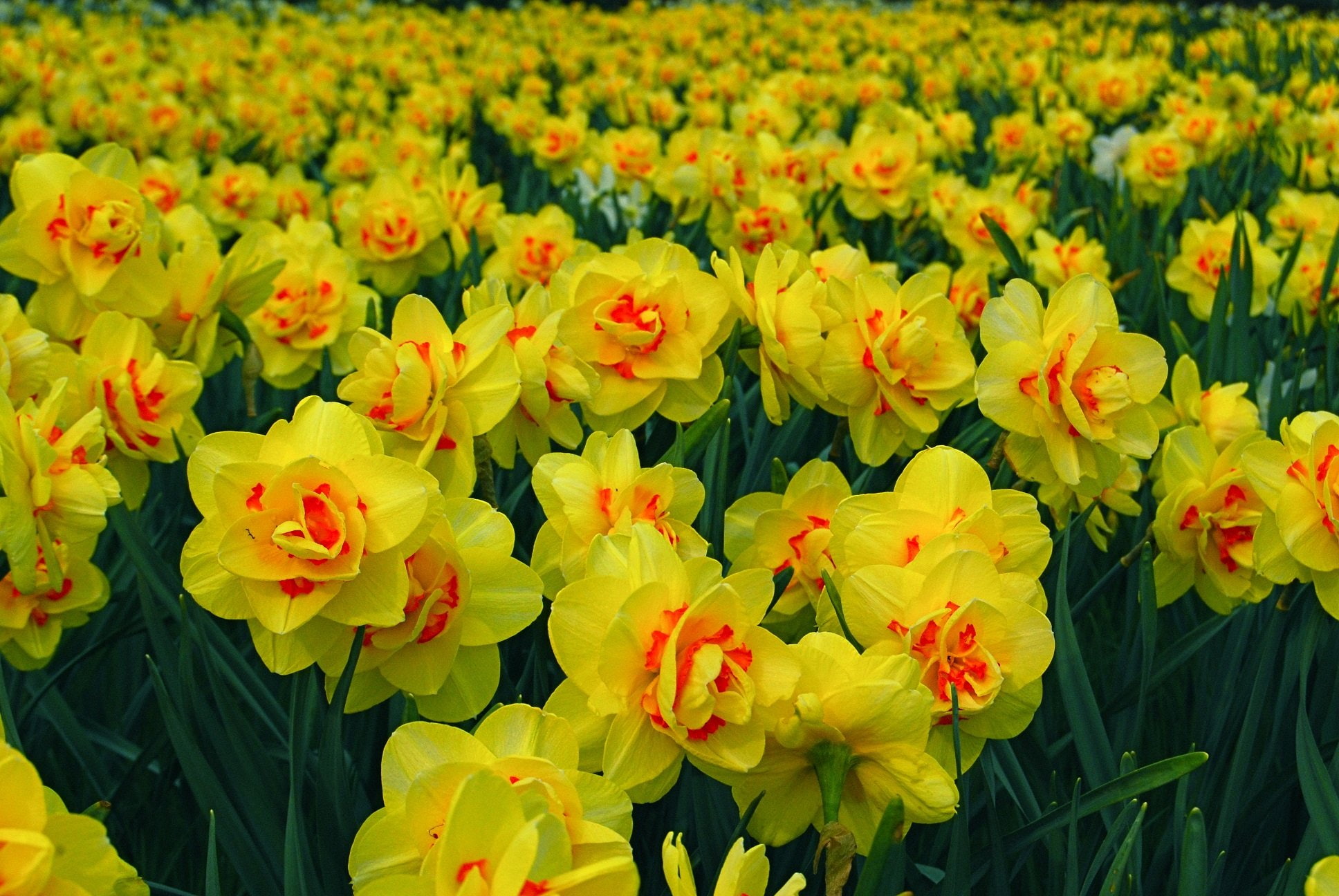 flowers, tree, string, 1080P, nature, campaign, landscapes, printemps, insects, season, HD Wallpaper