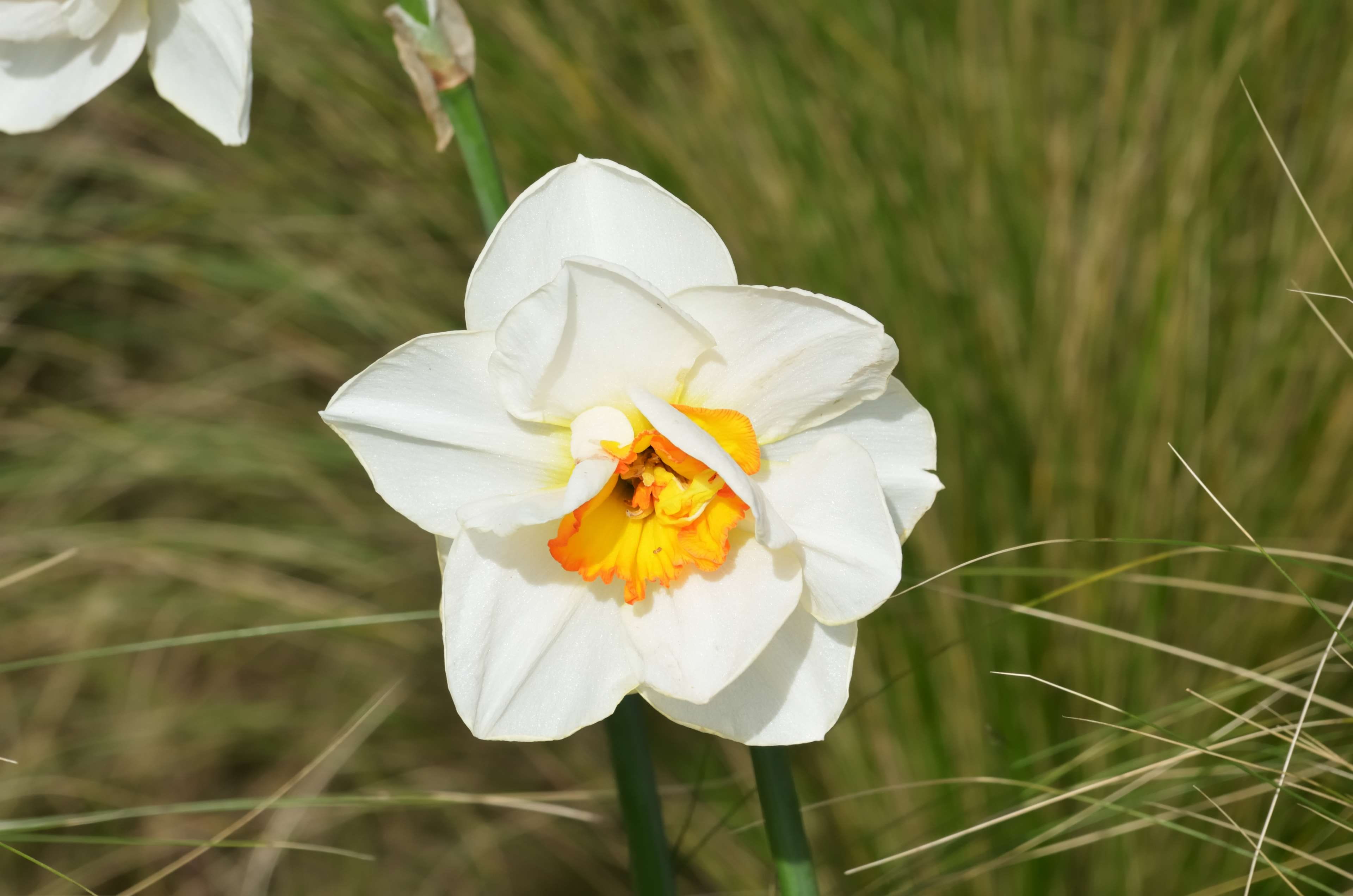 flower, vulnerability, flowering plant, day, jonquilles blanches, white color, growth, fragility, 4K, outdoors, close-up, fleur, freshness, la nature, HD Wallpaper