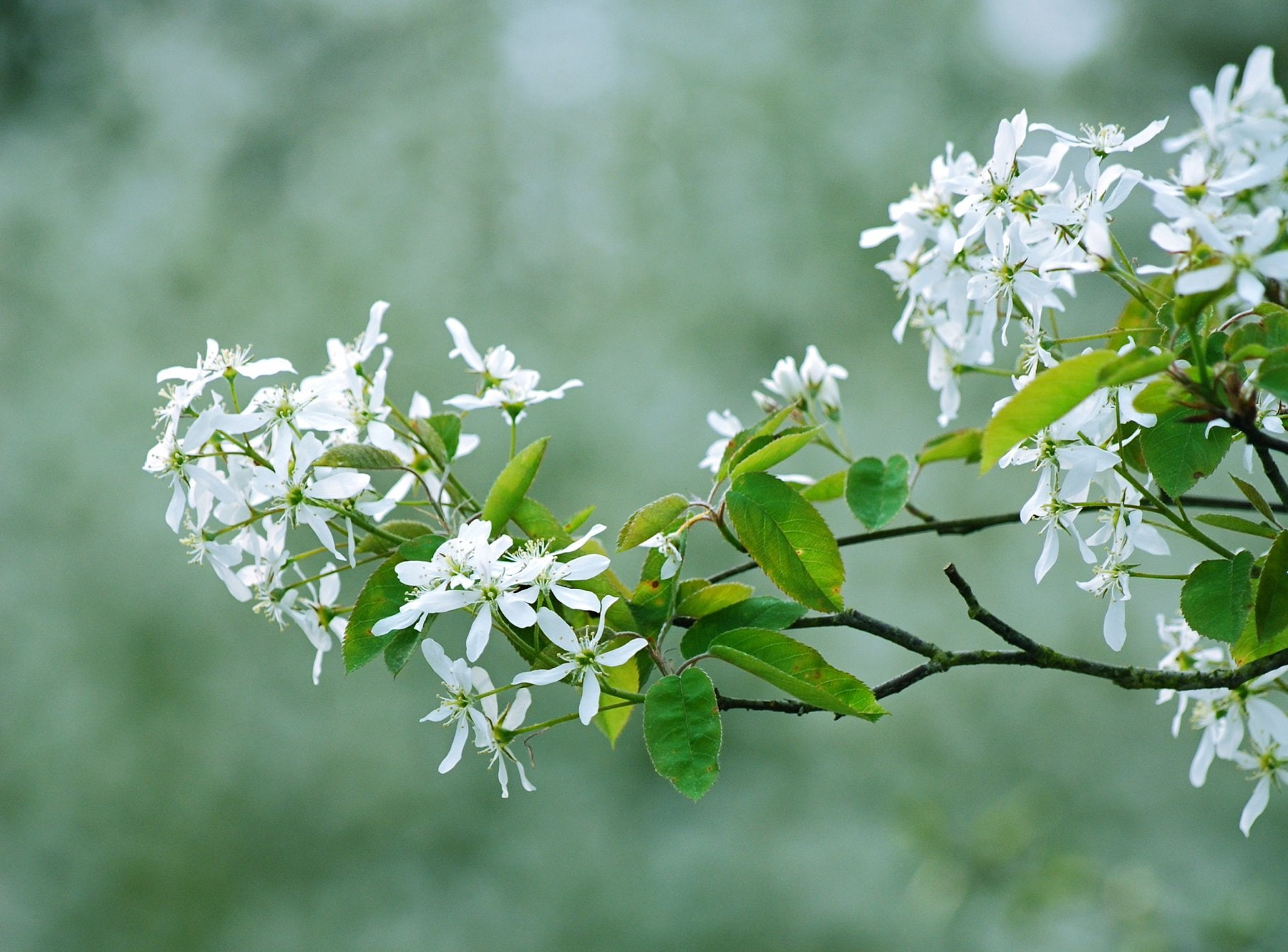 string, season, nature, insects, landscapes, campaign, flowers, 720P, printemps, tree, HD Wallpaper