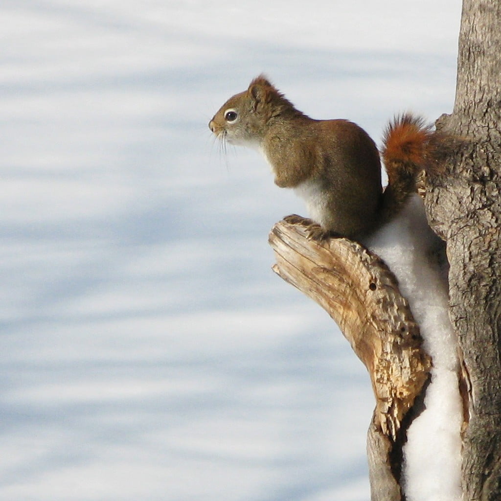 Waiting for spring, Canon PowerShot G7, outdoors, Red squirrel, Québec, tree, tail, fur, squirrel, Pine squirrel, brown, 480P, wildlife, cute, animal, Phone HD Wallpaper