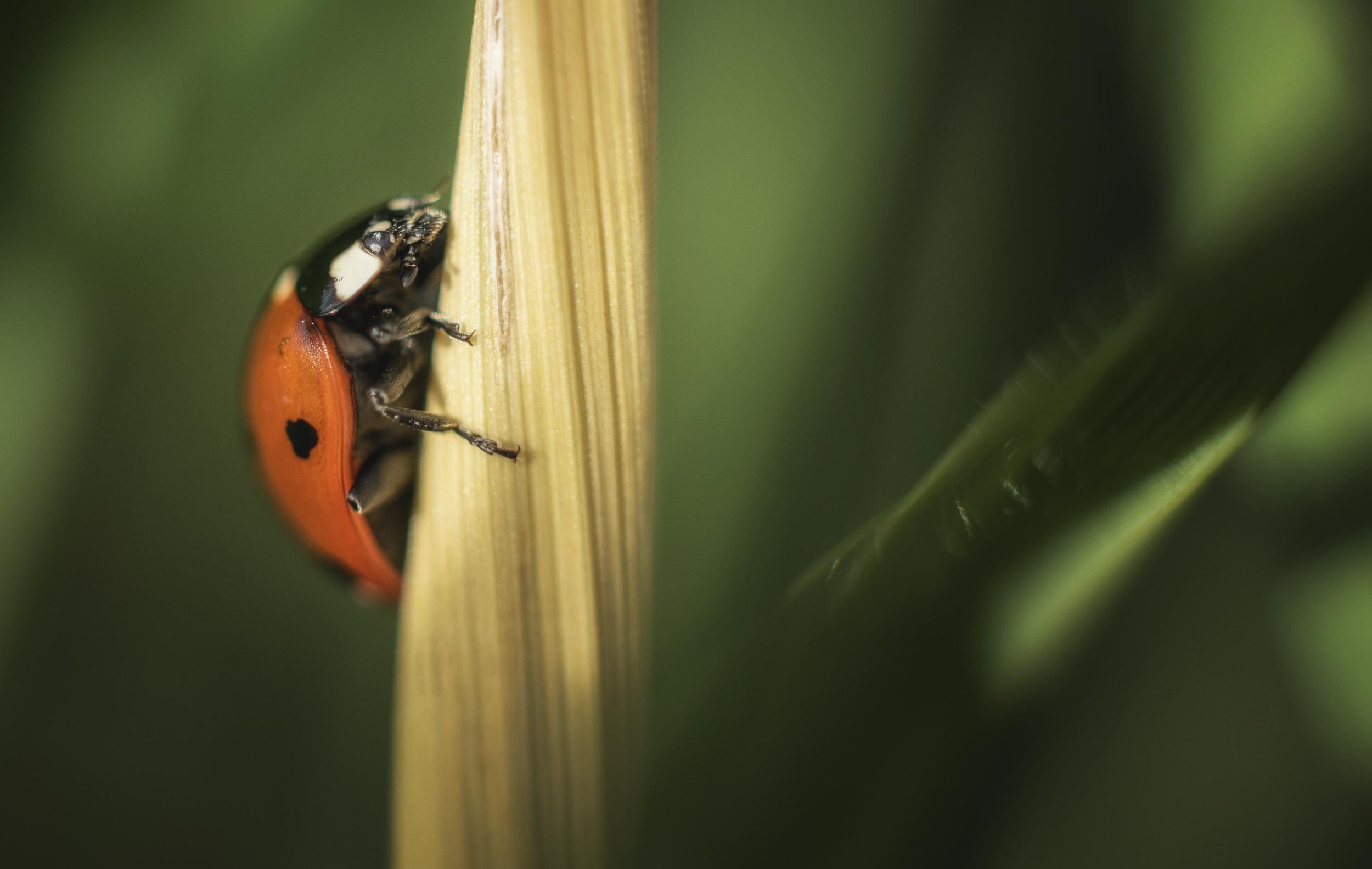 nature, Nikon D750, macro, grass, serene, printemps, flower, closeup photography, close up, animal, red, coccinelle, green Color, close-up, closeup, beetle, HD Wallpaper
