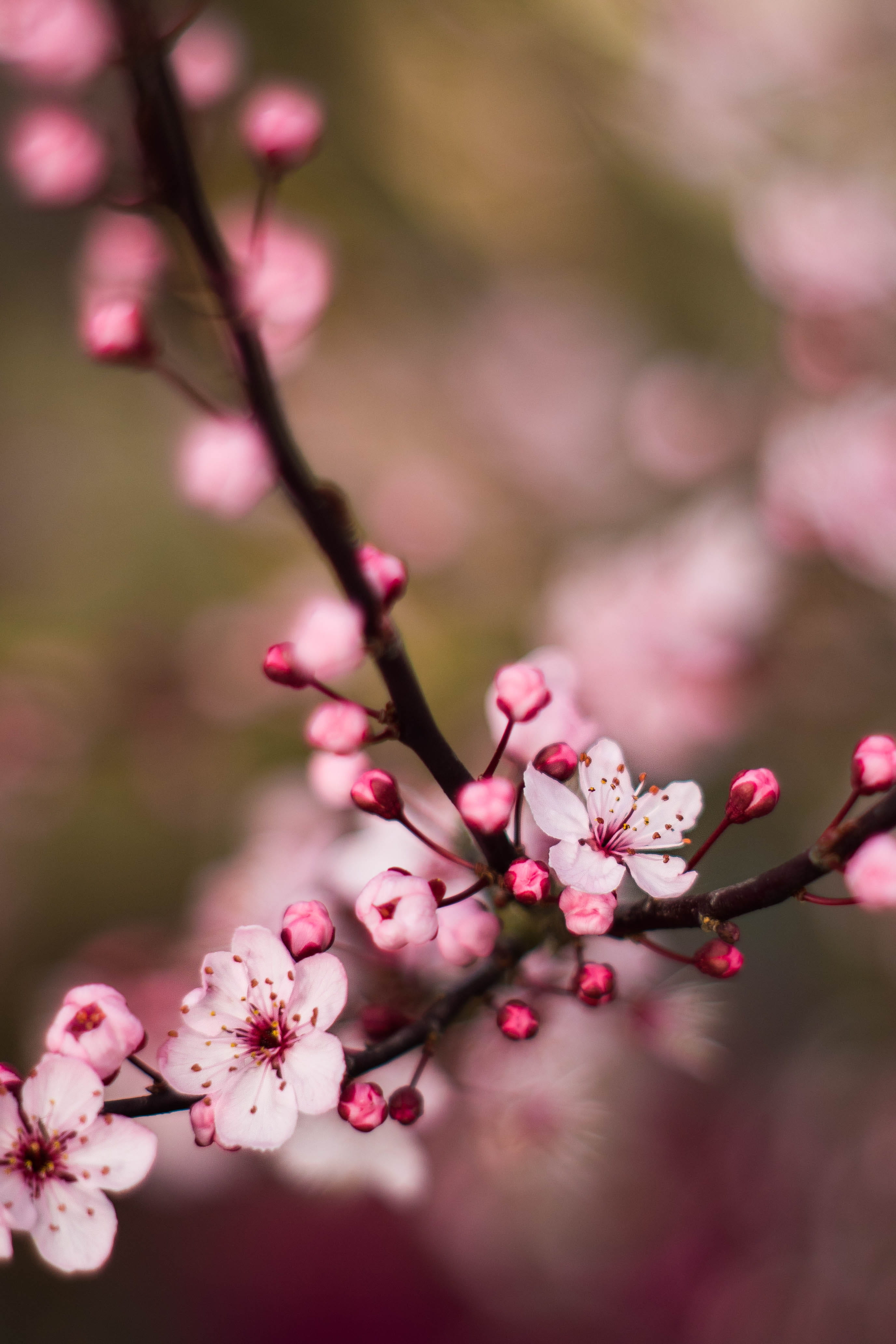 cherry tree, blossom, flower, cherry blossom, bourgeon, selective focus, vulnerability, branch, springtime, focus on foreground, fleur, close-up, twig, Phone HD Wallpaper
