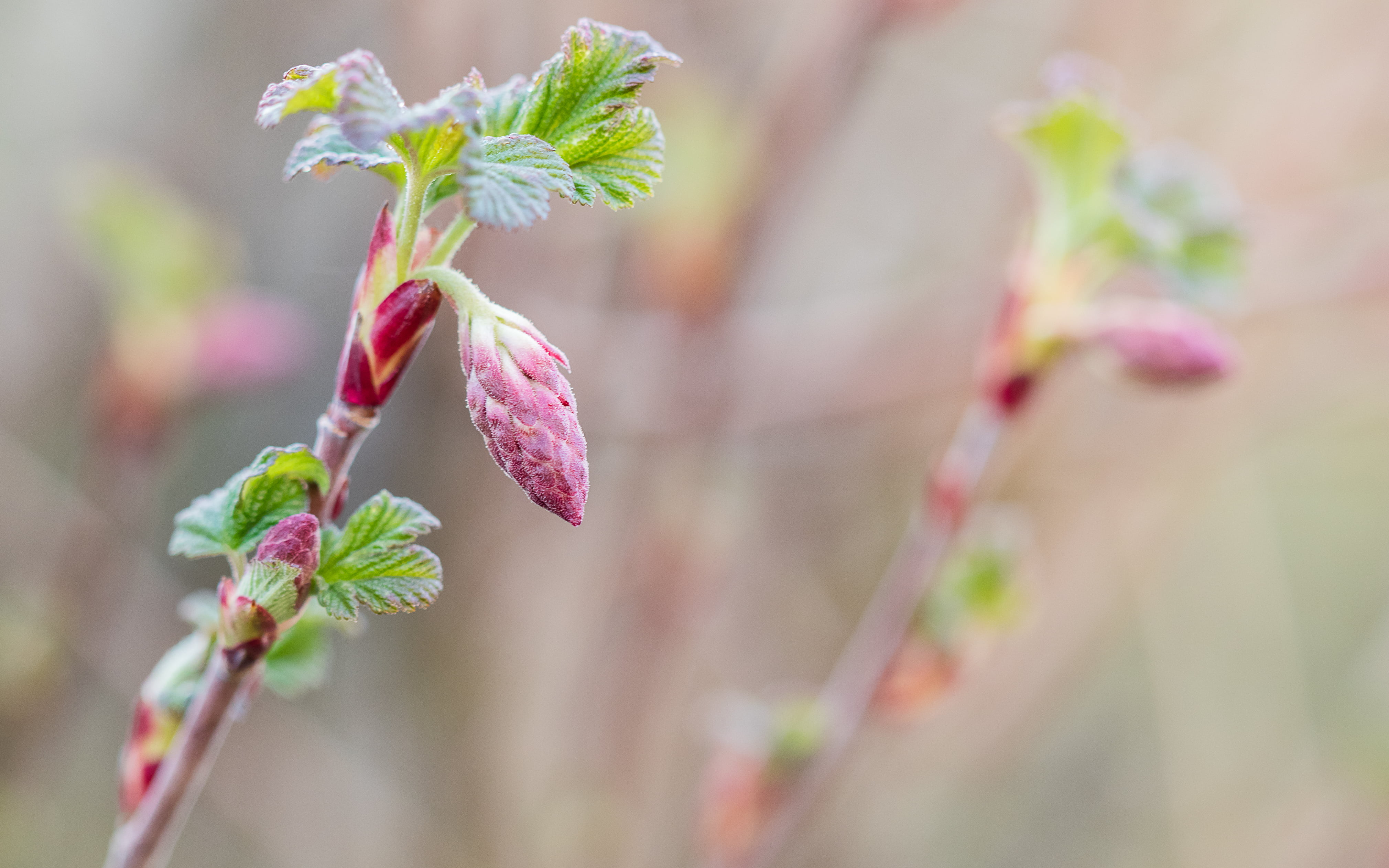 pink, printemps, focus, selective, photo, spring, flowers, 4K, selective-focus, du, HD Wallpaper