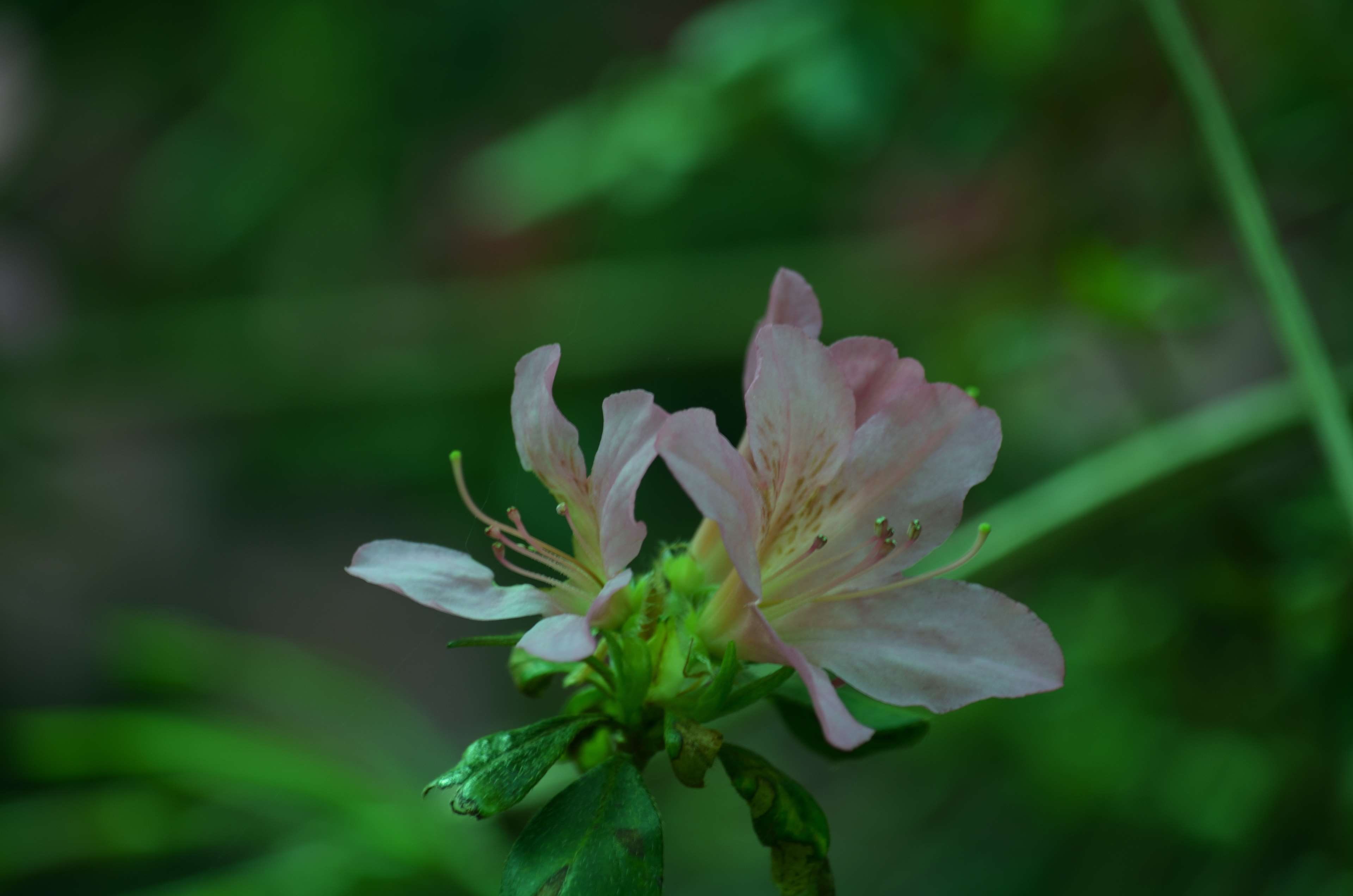 plantes, beauty in nature, botanique, rhodosendron, no people, inflorescence, vulnerability, vegetation, spring, plant, selective focus, outdoors, flower, HD Wallpaper
