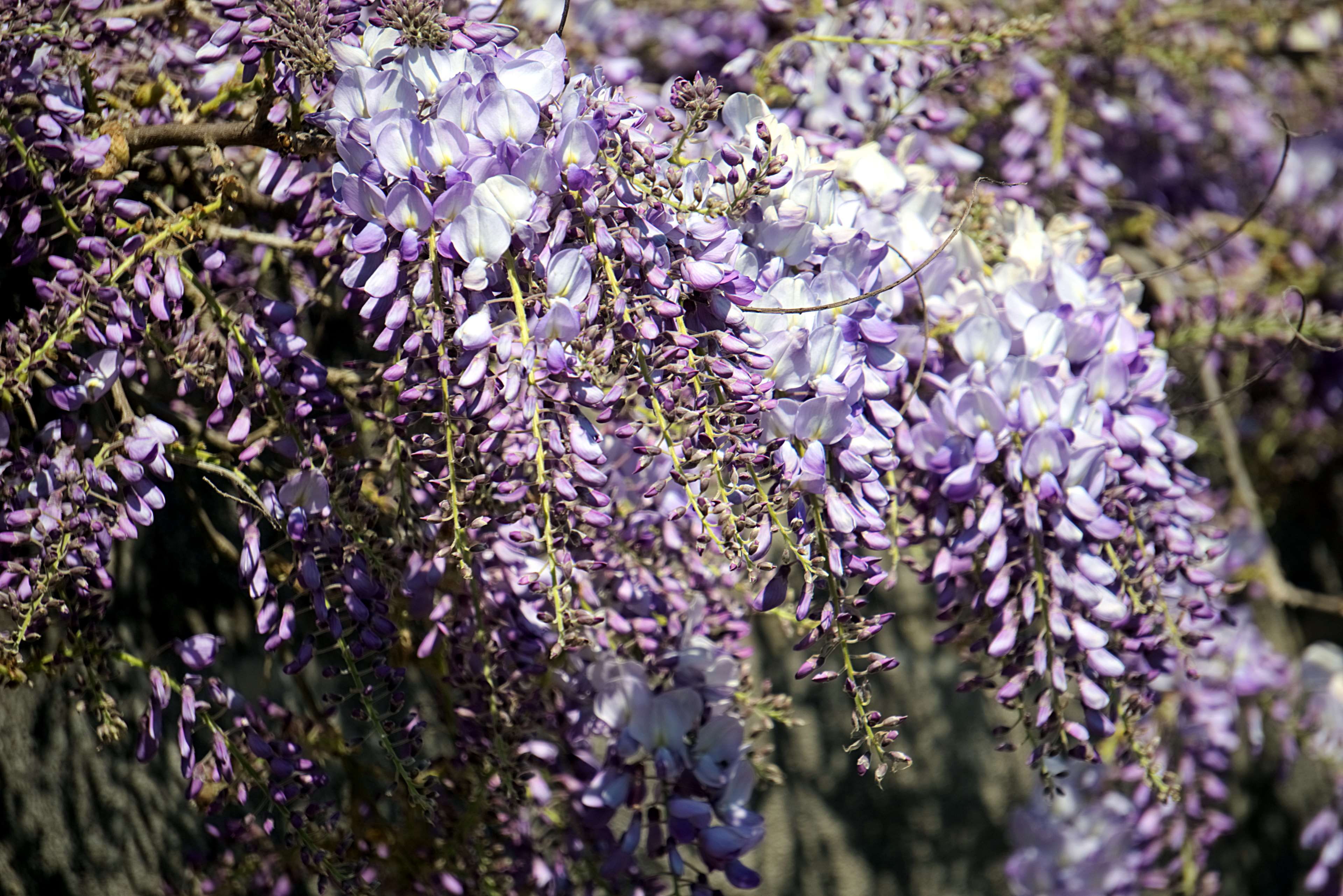 petal, selective focus, freshness, tree, springtime, printemps, botany, fragility, fleurs, beauty in nature, outdoors, glycines, flowering plant, botanique, HD Wallpaper