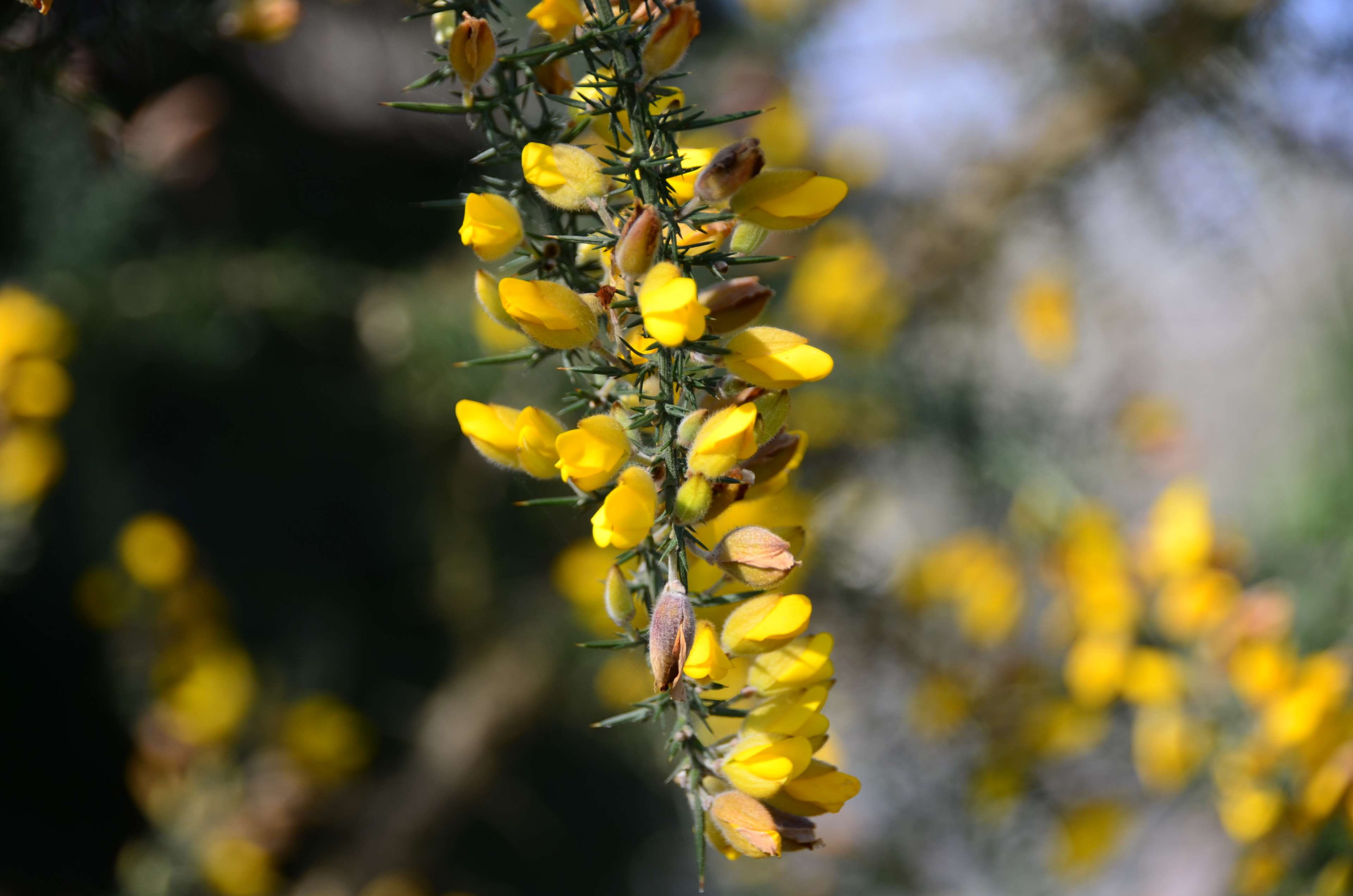 yellow, floraison, outdoors, flore, printemps, freshness, la nature, beauty in nature, flower, springtime, growth, day, nature, flowering plant, animal themes, HD Wallpaper