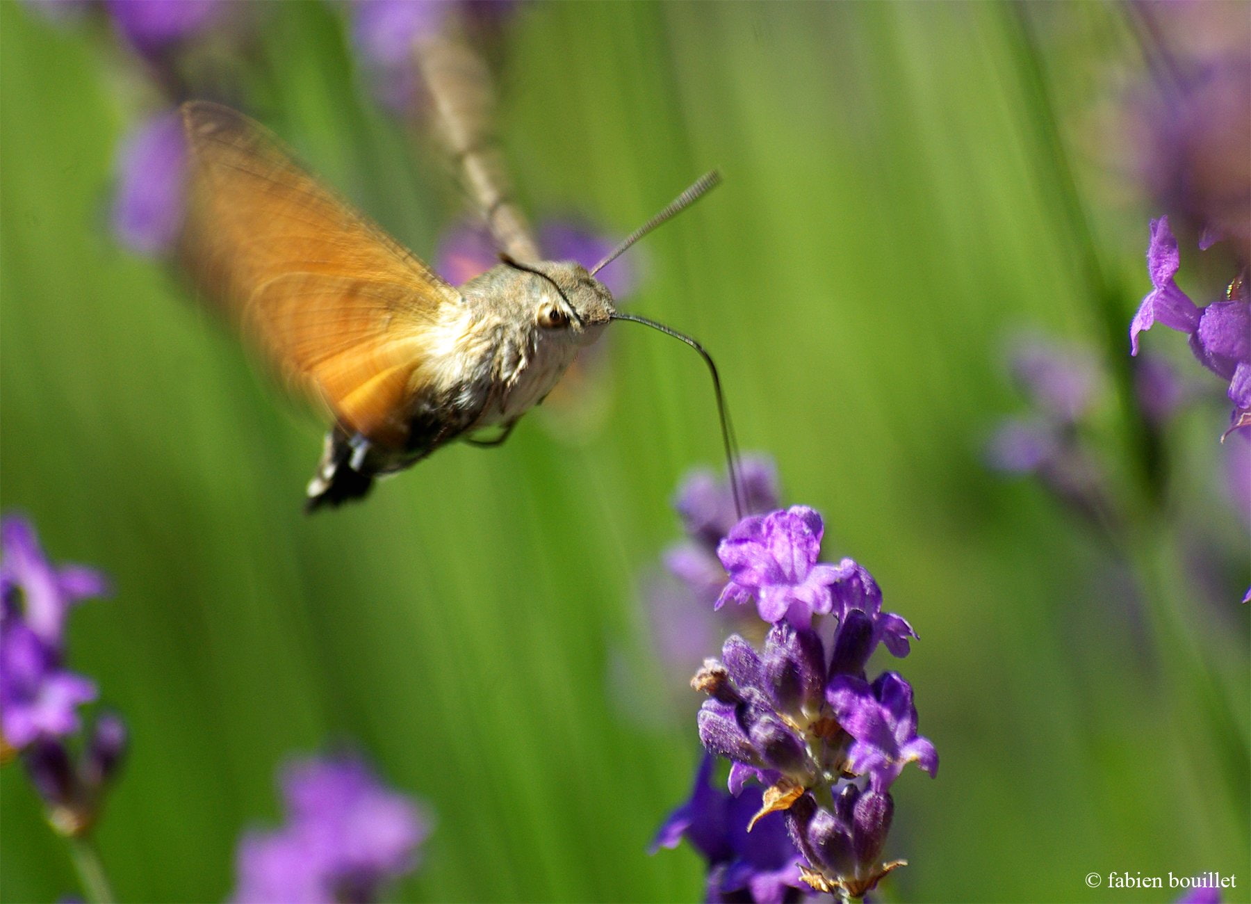 flowers, campaign, season, printemps, insects, landscapes, 720P, tree, string, nature, HD Wallpaper