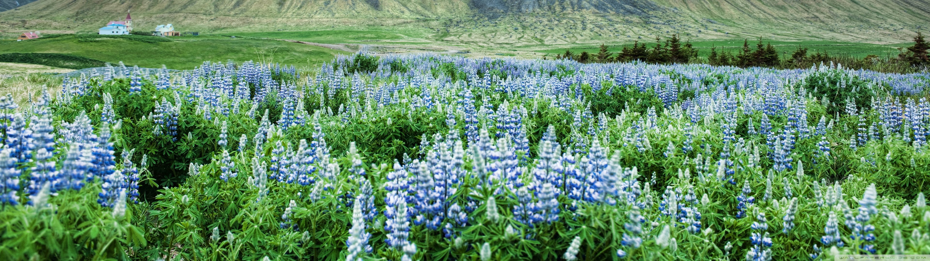 4K, multiple, monitor, multi, champ, scree, dual, flowers, fleur, fleurs, flower, HD Wallpaper