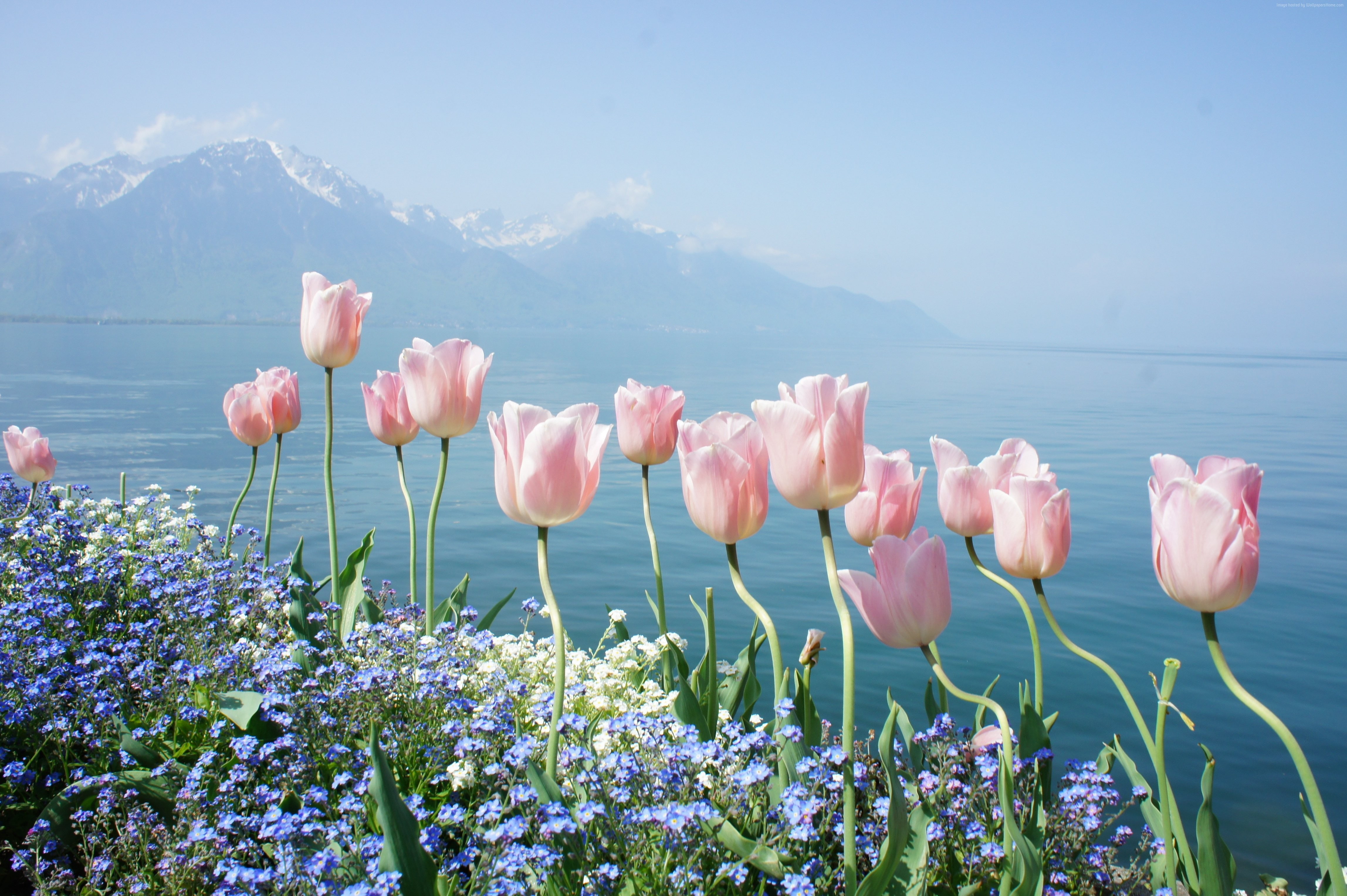 spring flowers, mountains, 4K, 4k, tulip, HD Wallpaper