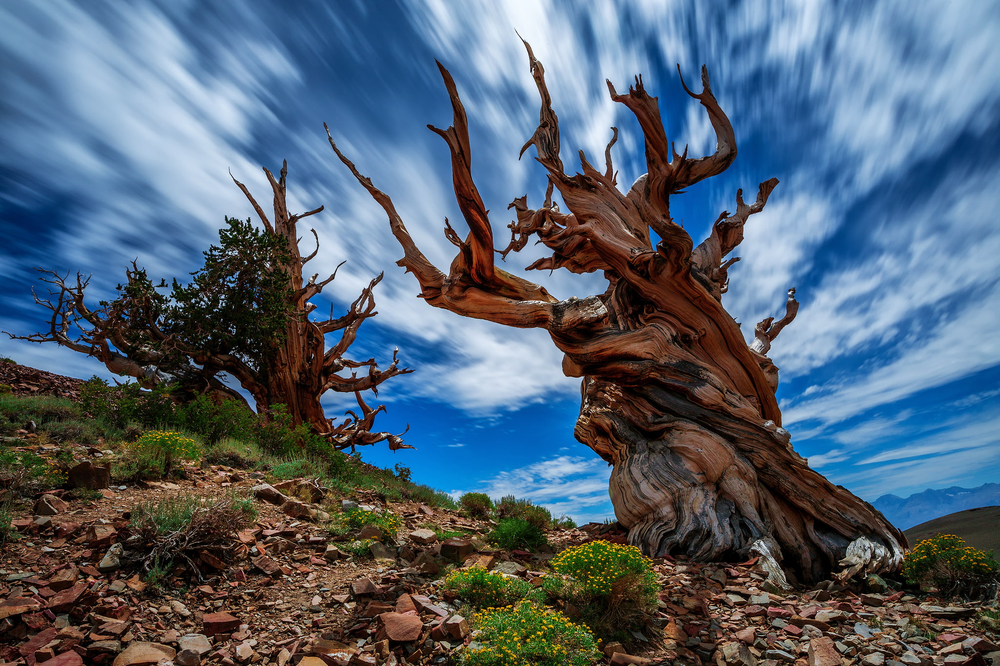 Nature, the sky, USA, green, flowers, CA, tree, Ancient Bristlecone Pine Forest, rocks, clouds, excerpt, leafed, 1080P, HD Wallpaper