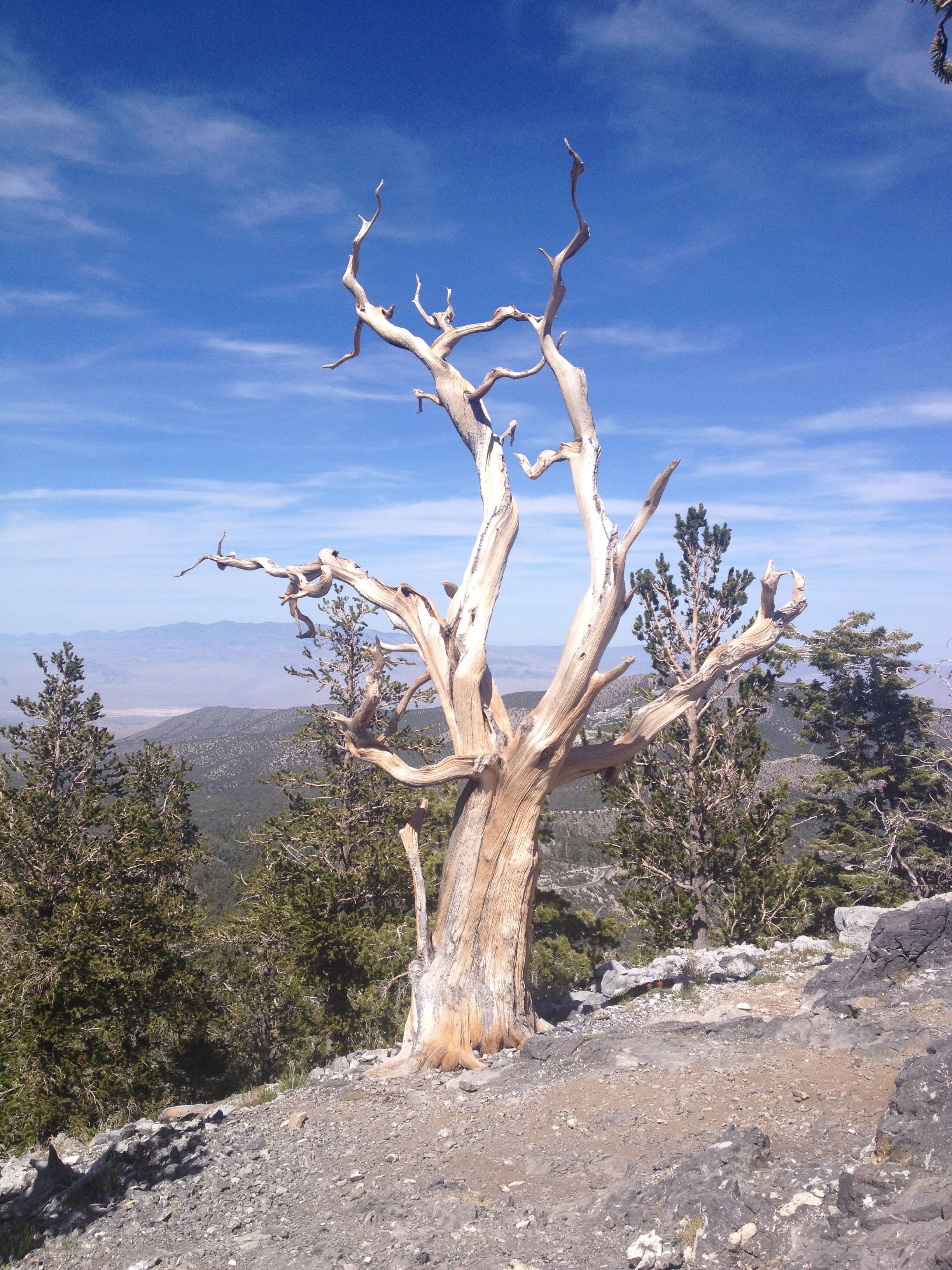 dead tree, sunlight, tranquility, travel, cloud - sky, remote, nature, pine tree, branch, tourism, scenics, national, arid climate, twisted, bristlecone, Phone HD Wallpaper