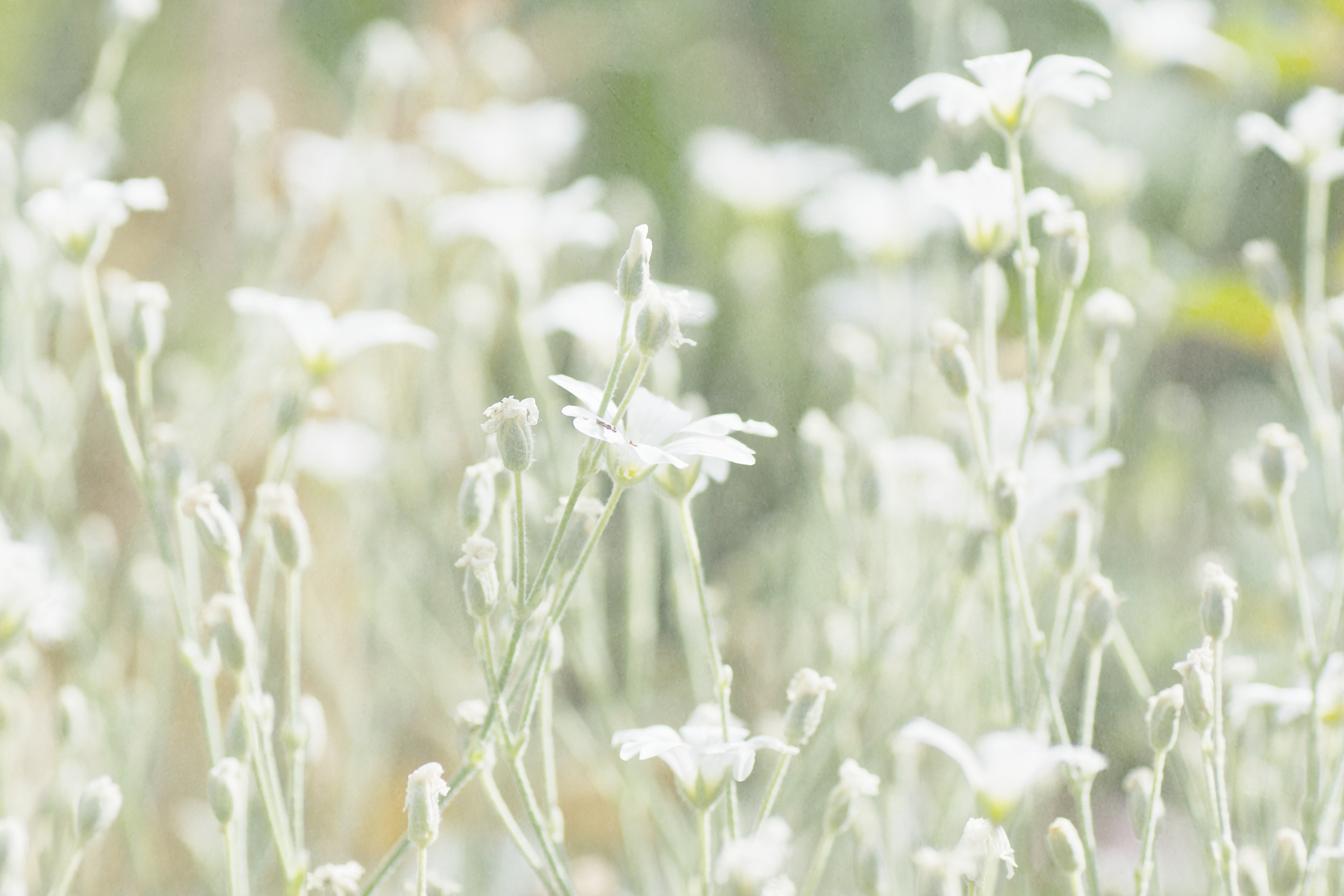 FairyLand, Messing, Textures, green plant, gardening, 5K, meadow, A77, Sony, Flowery, green, Streets, flower, white, flowers, summer, plant, Nature, HSS, HD Wallpaper