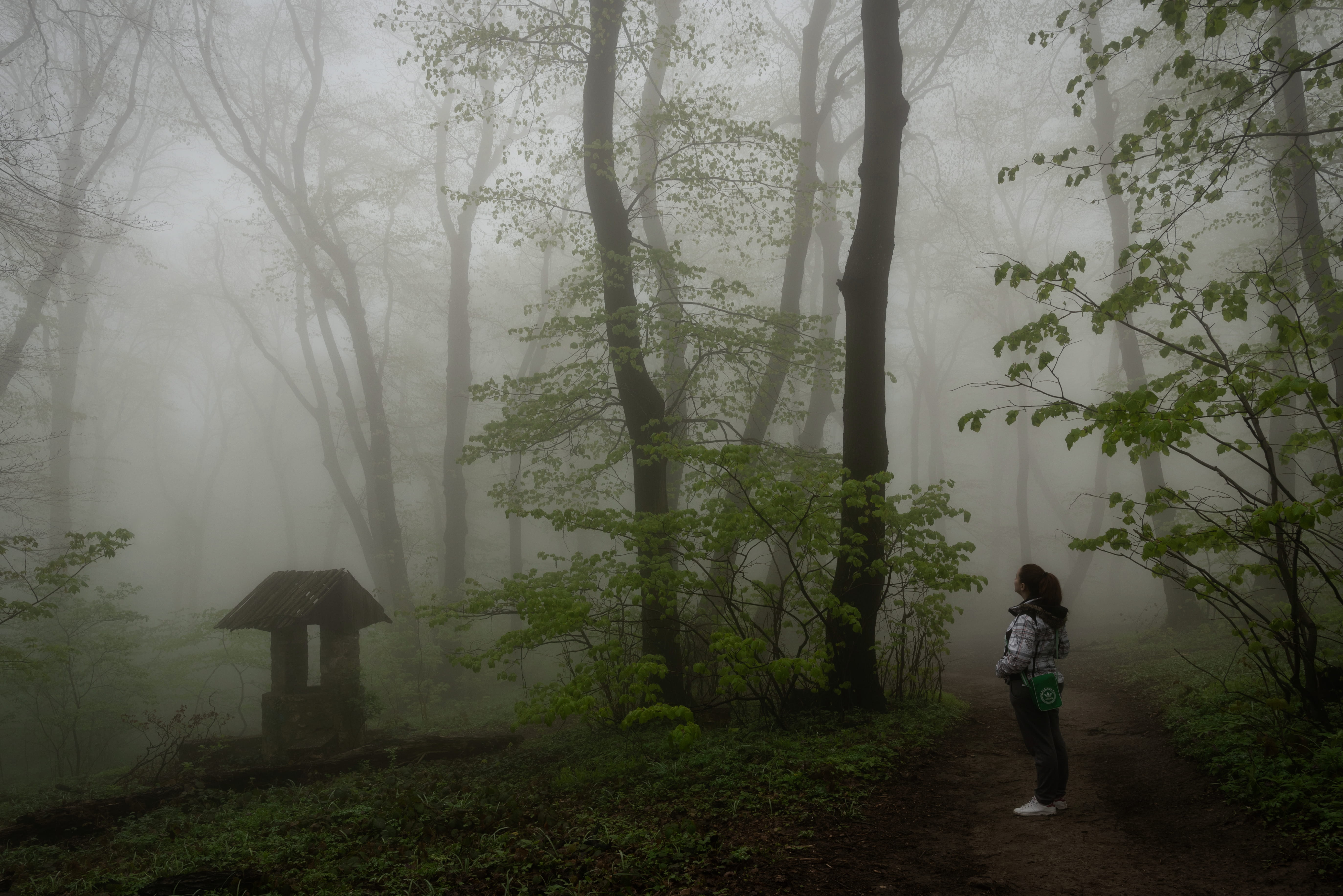 hazy, 5K, fruska gora, cold temperature, woodland, standing, weather, tree, human, rear view, real people, one person, fall, white, women, unsplash, foliage, HD Wallpaper
