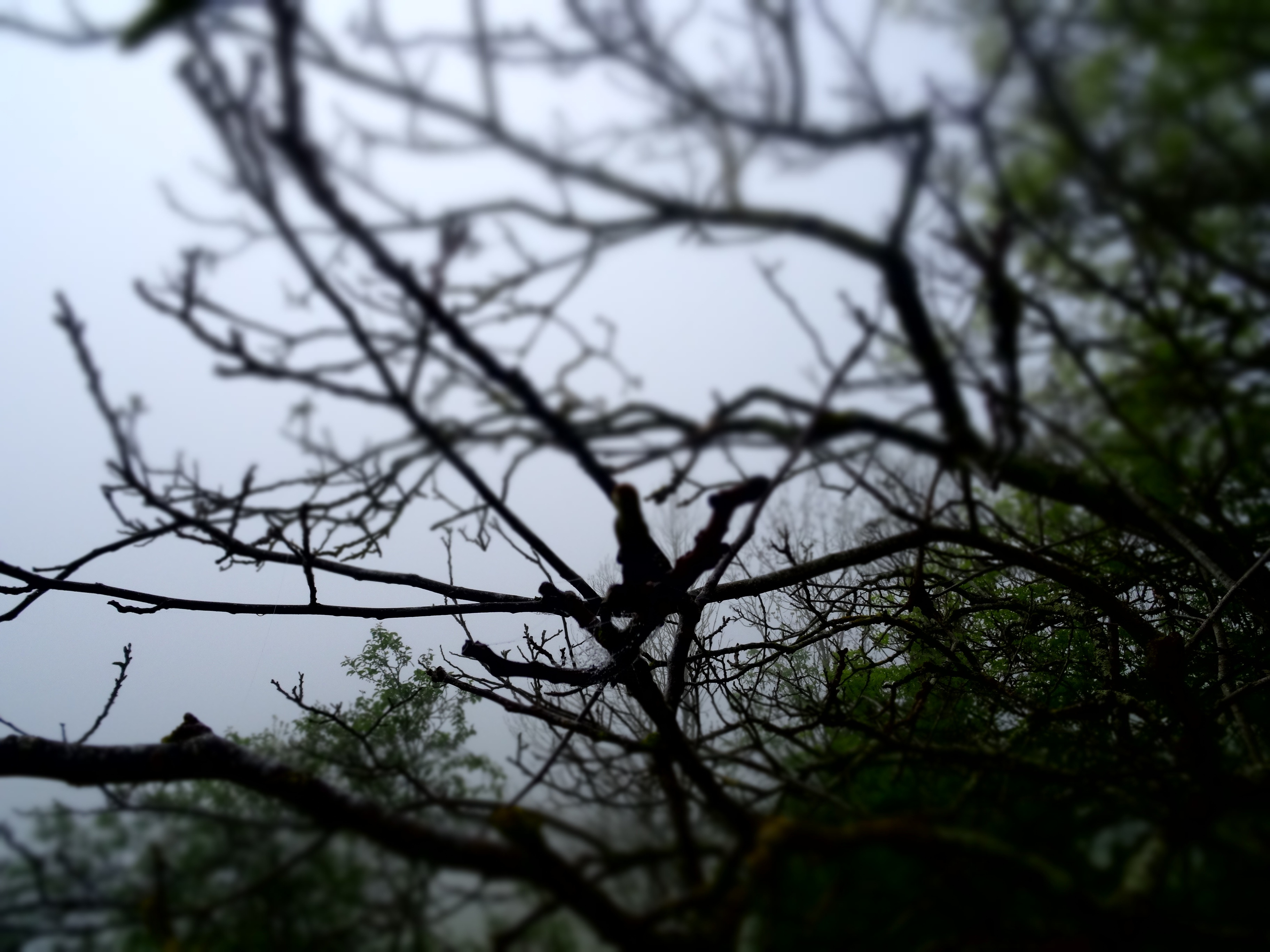 woods, day, tree, trunk, forest trees, selective focus, sky, bare tree, silhouette, forest, shadow, enchanted forest, mist, 2K, beauty in nature, growth, HD Wallpaper