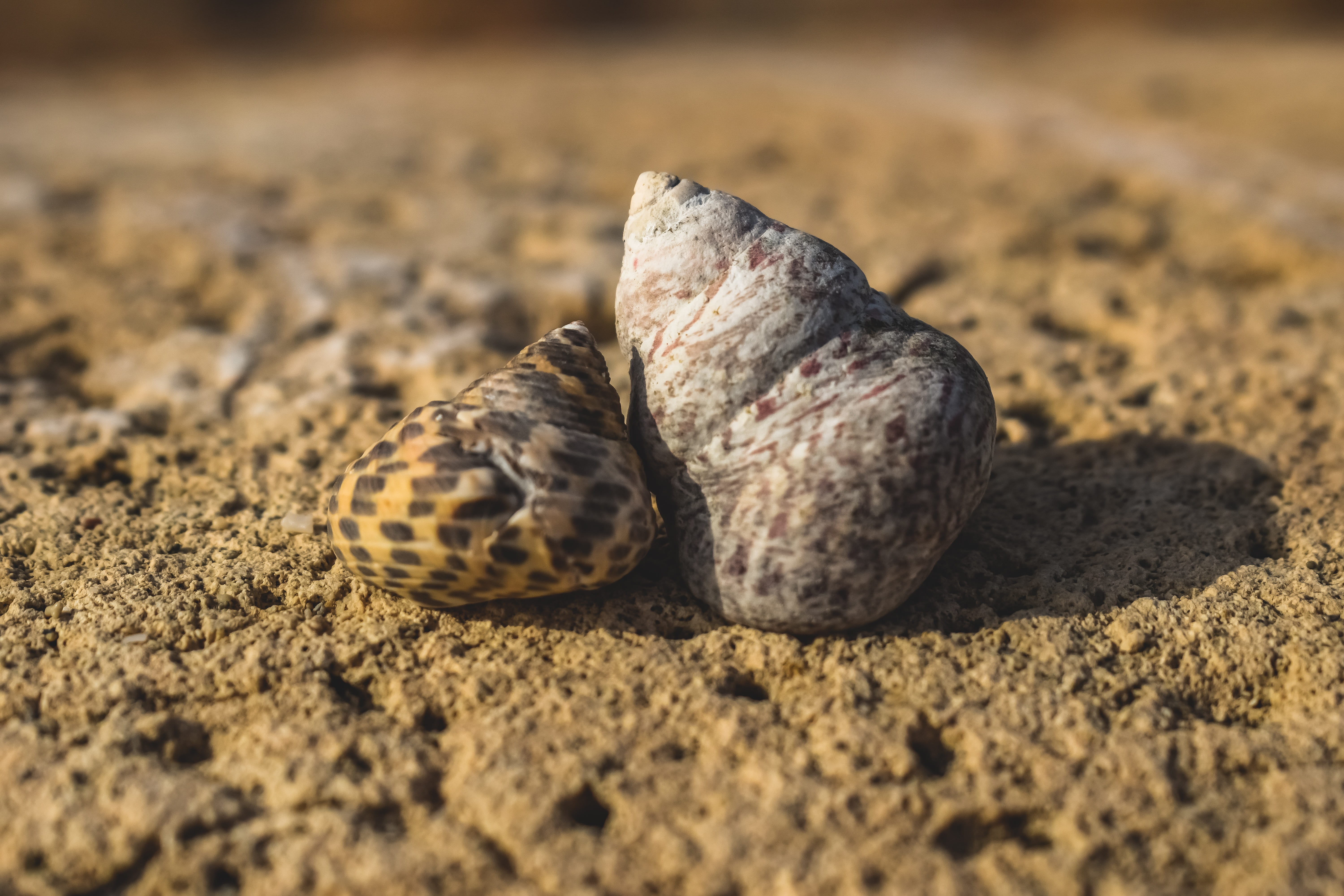 land, day, animal themes, outdoors, beach, food, animal wildlife, 5K, shells, no people, sand, animal, close-up, wildlife, selective focus, emotion, one animal, HD Wallpaper