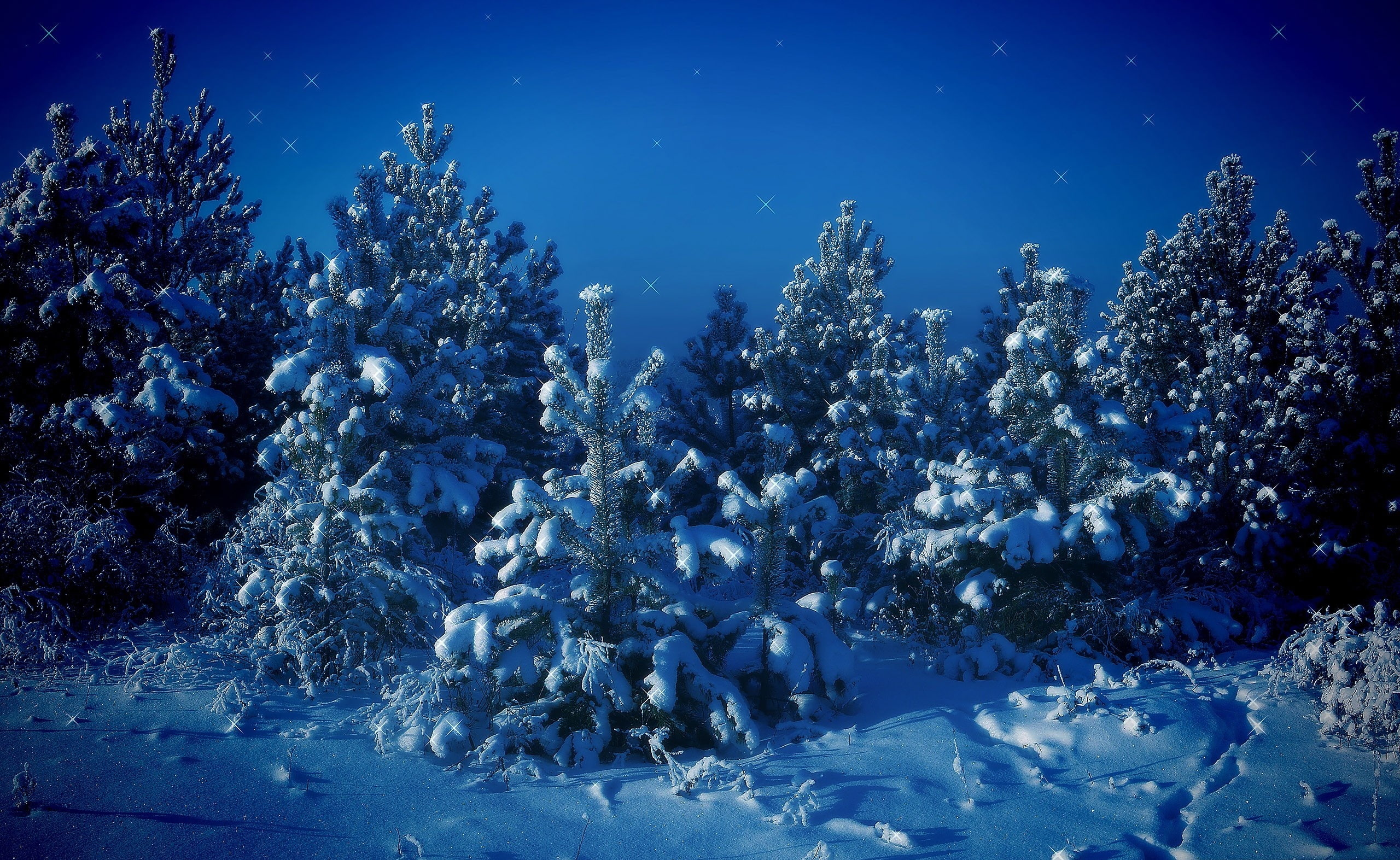 animal themes, 2K, snow, beauty in nature, snowfield, animal wildlife, nature, tree, Winter, plant, sea, water, underwater, no people, Christmas, animals in the wild, HD Wallpaper