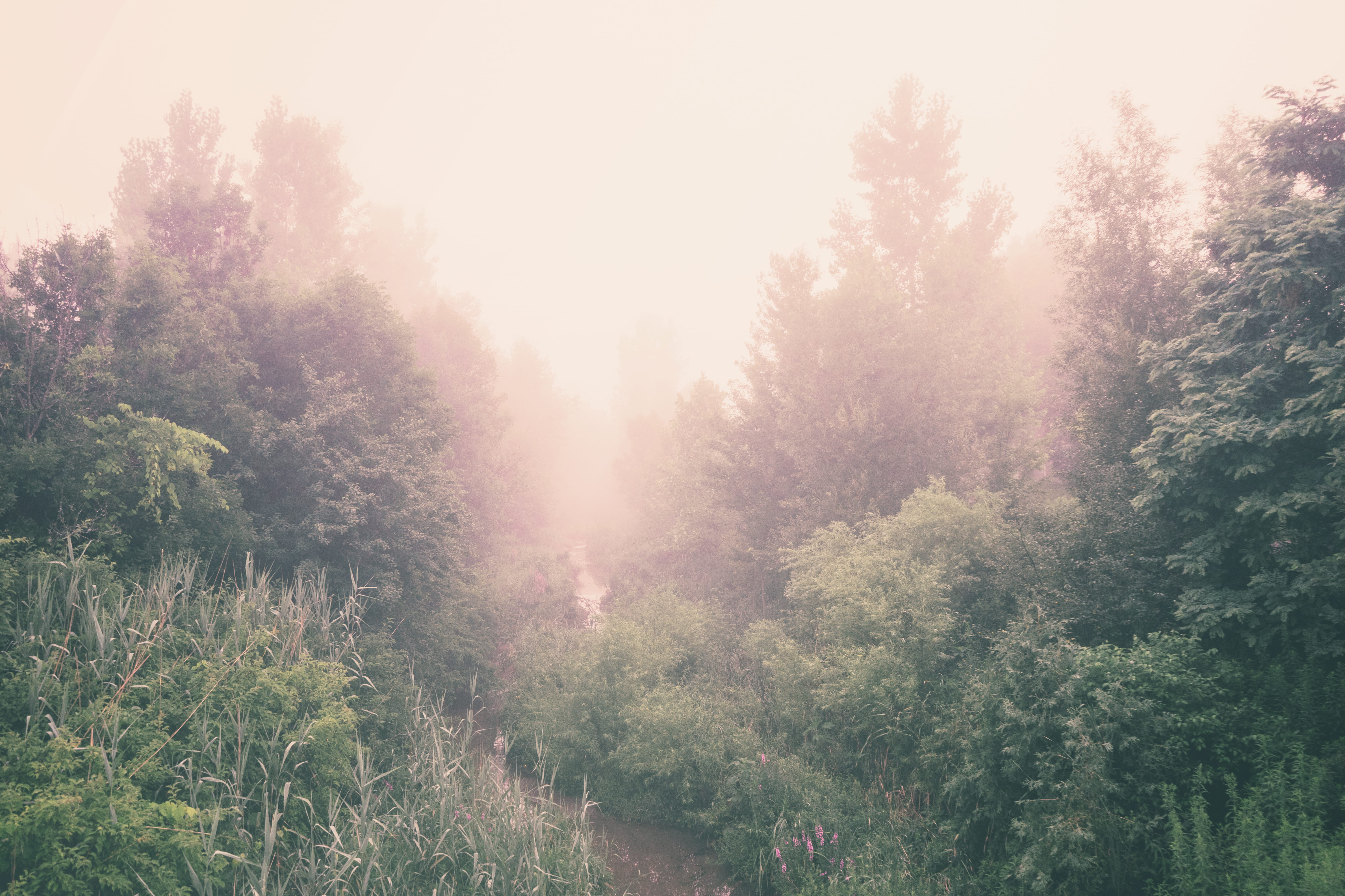 tree, tranquil scene, nature, non-urban scene, fogs, growth, sunlight, mist, greenery, day, forest, beauty in nature, mysteriou, path, fog, no people, green, HD Wallpaper