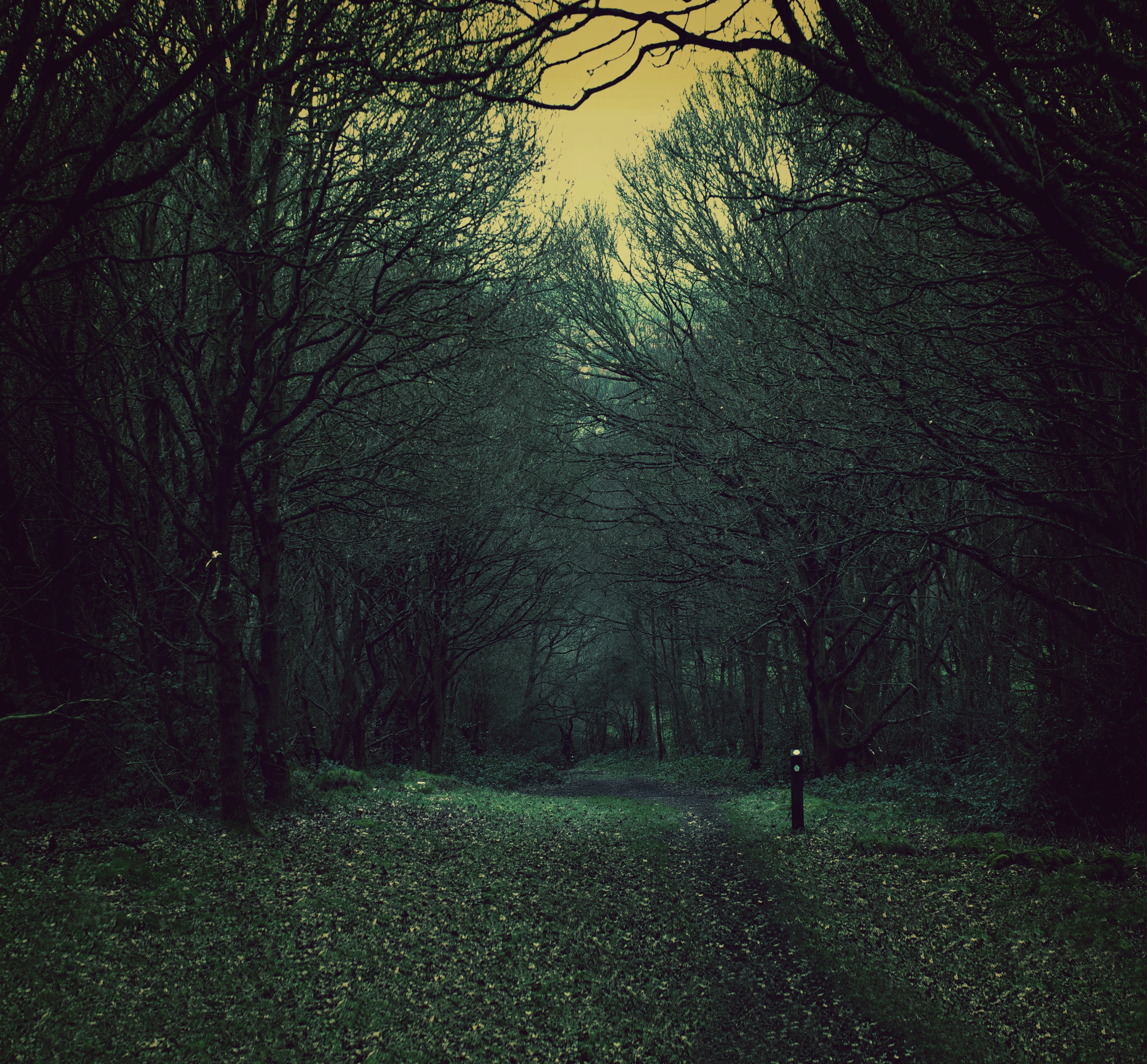 land, scenics - nature, beauty in nature, branch, non-urban scene, shadow, daytime, woodland, scary, path, forest, tree, dark, grunge, growth, woods, plant, HD Wallpaper