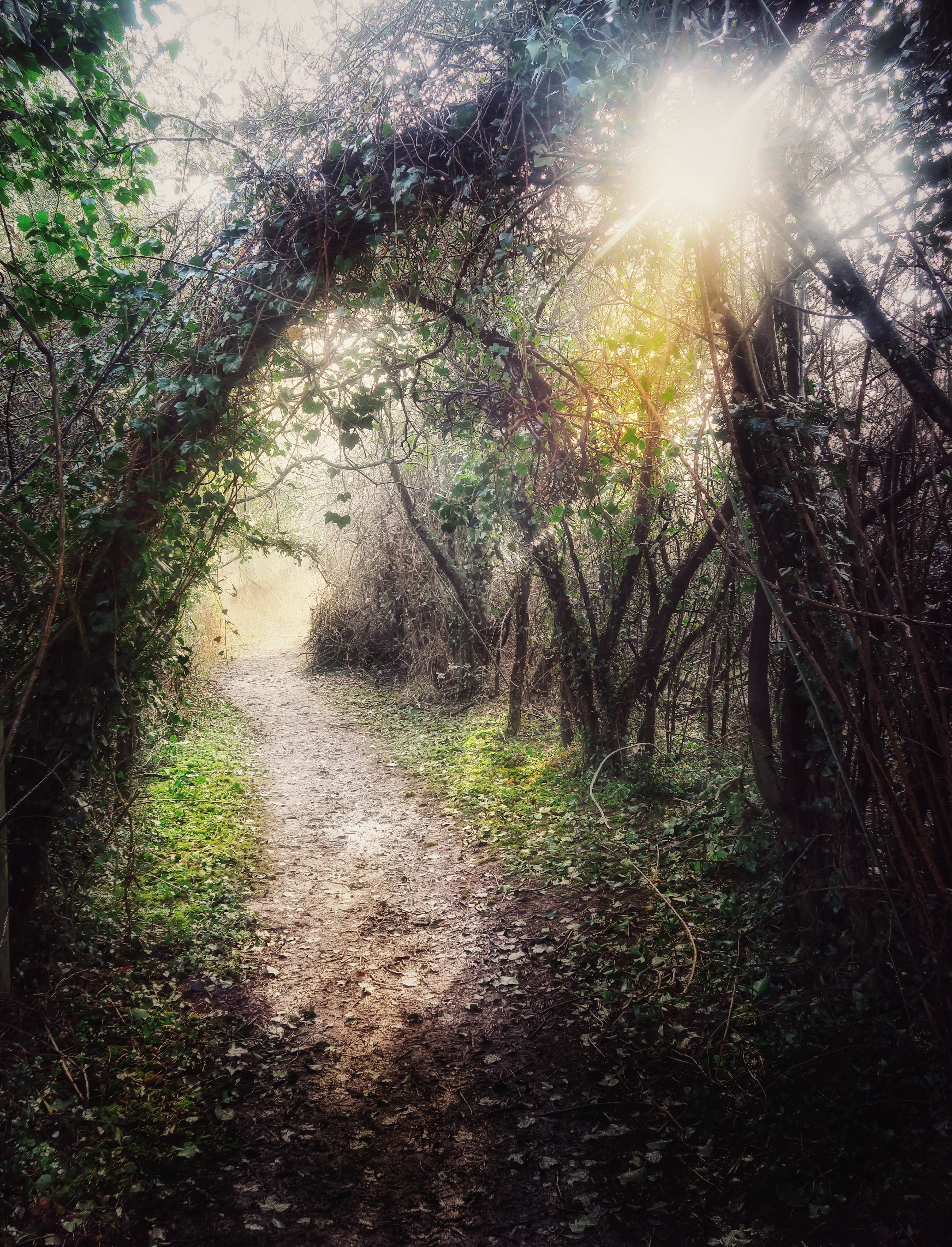 plant, footpath, sunset, tranquil scene, sunlight, tranquility, growth, woodland, scenics - nature, whitchurch, enchanted woods, outdoors, the way forward, Phone HD Wallpaper