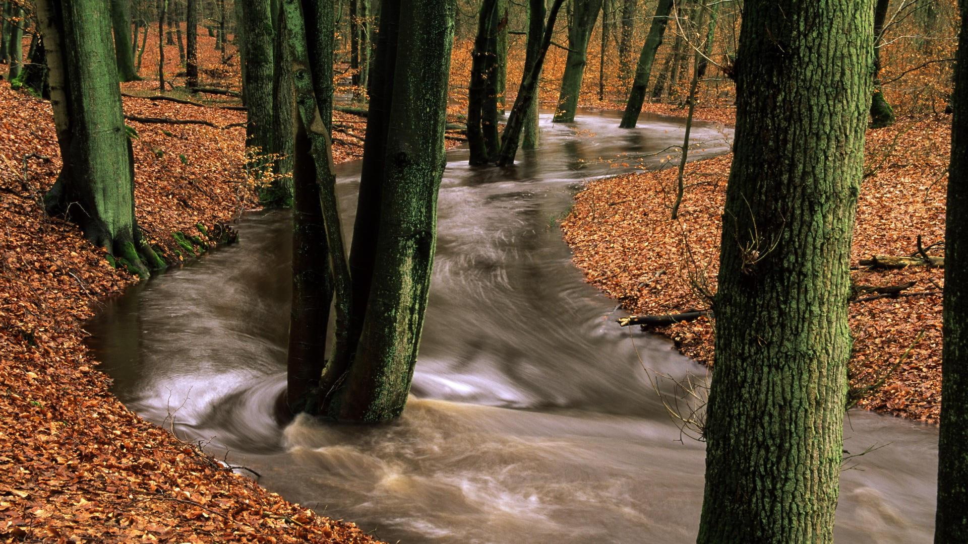 brown, 1080P, europe, branch, nature, veluwe, forest, tree, netherlands, 1920x1080, HD Wallpaper