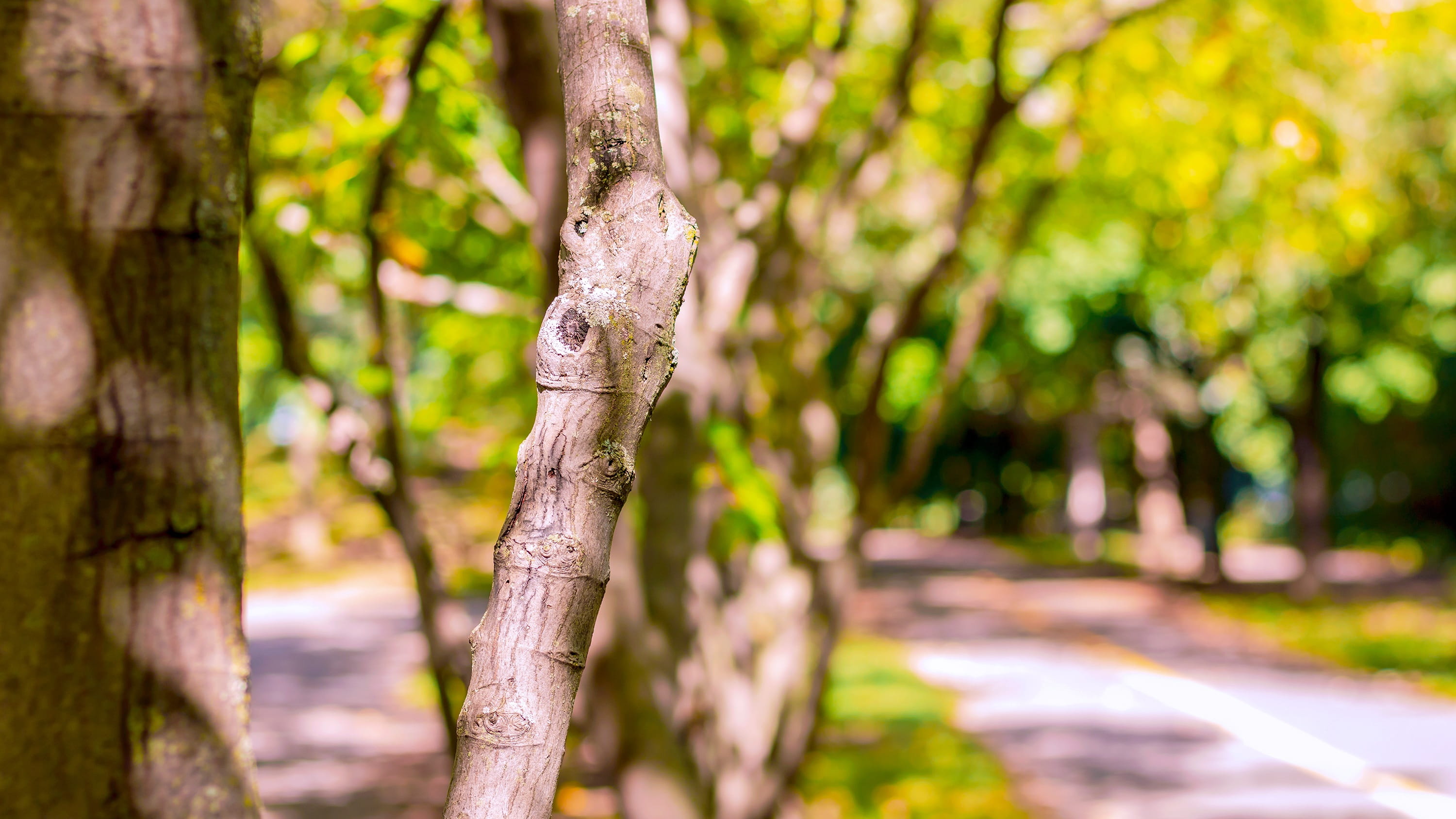 environment, tree trunk, peace, joy, 2K, non-urban scene, forest, enchanting, autumn, landscape, soft, walk, day, plant, focus on foreground, breeze, trunk, HD Wallpaper