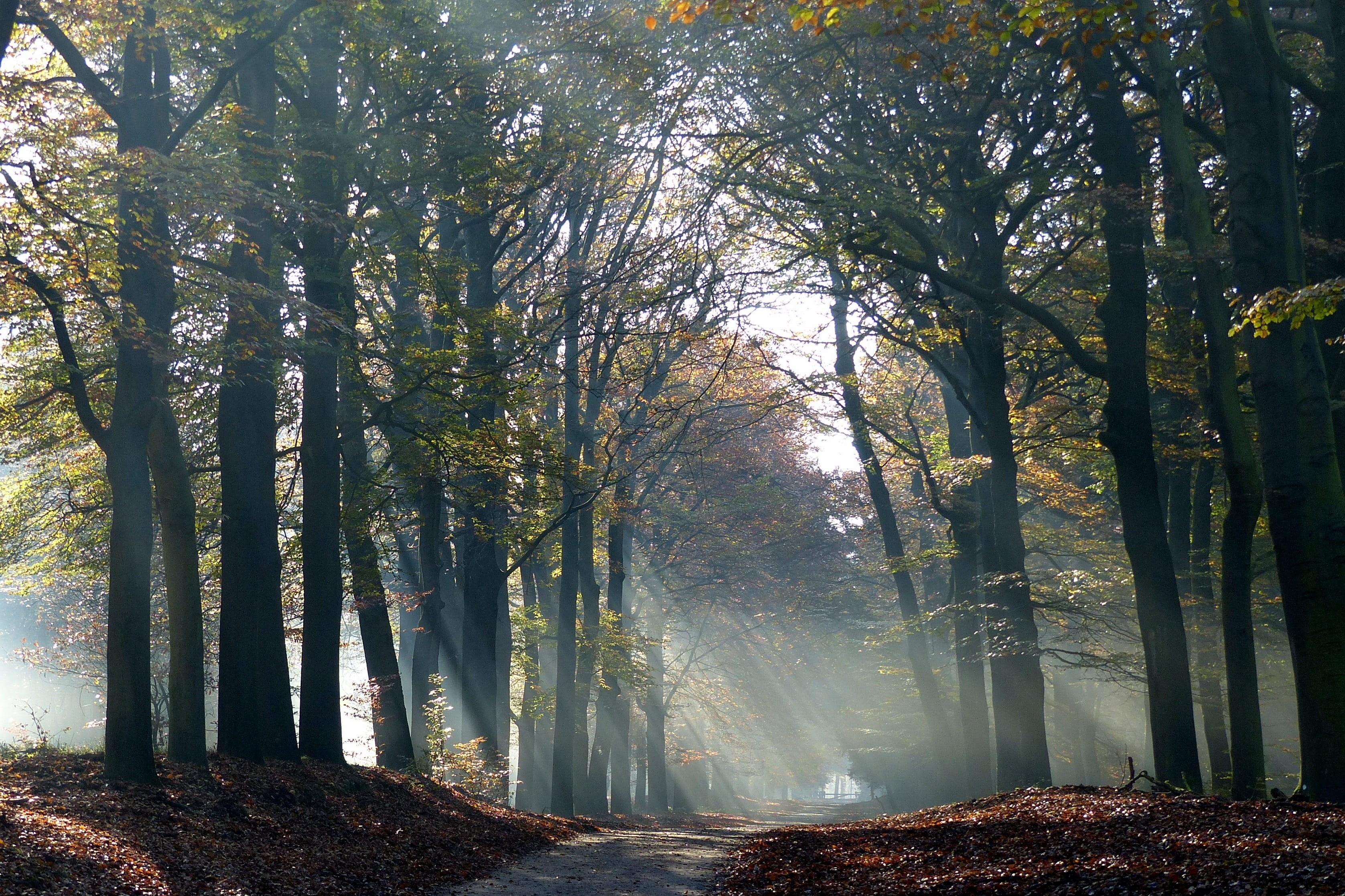 day, veluwe, streaming, non-urban scene, beauty in nature, tree, no people, scenics - nature, forest, nature, fog, land, tranquil scene, woodland, trees, HD Wallpaper