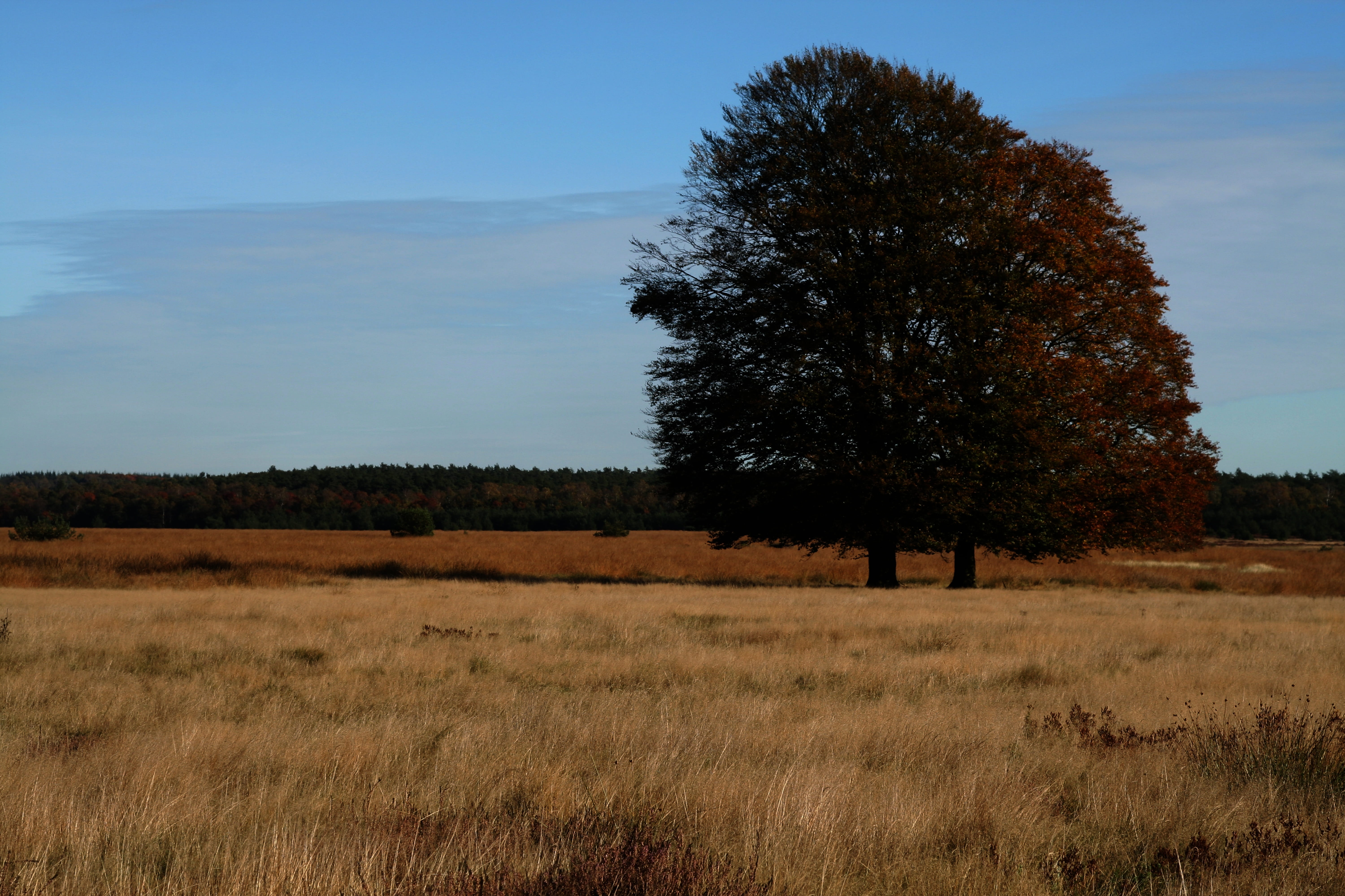 forest, cycling, trail, nature park, non-urban scene, horizon, nationaal park de hoge veluwe, beauty in nature, rest, growth, heide, 5K, tree, tranquility, HD Wallpaper