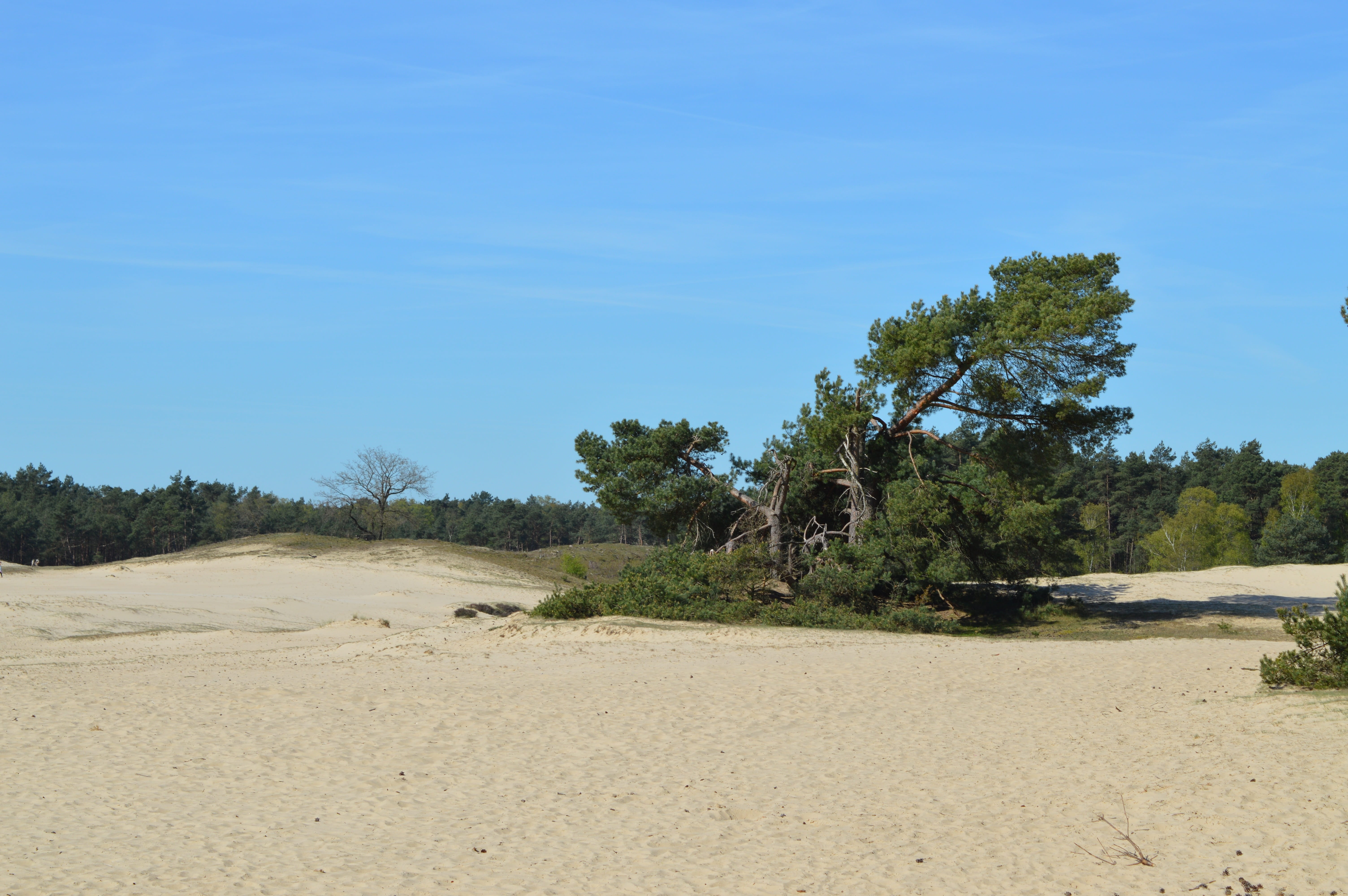 Veluwe, tree, beach, blue, Sand Dunes, environment, sky, sand, the netherlands, shelves jerkin, landscape, Netherlands, nature, growth, clear sky, Otterlo, HD Wallpaper