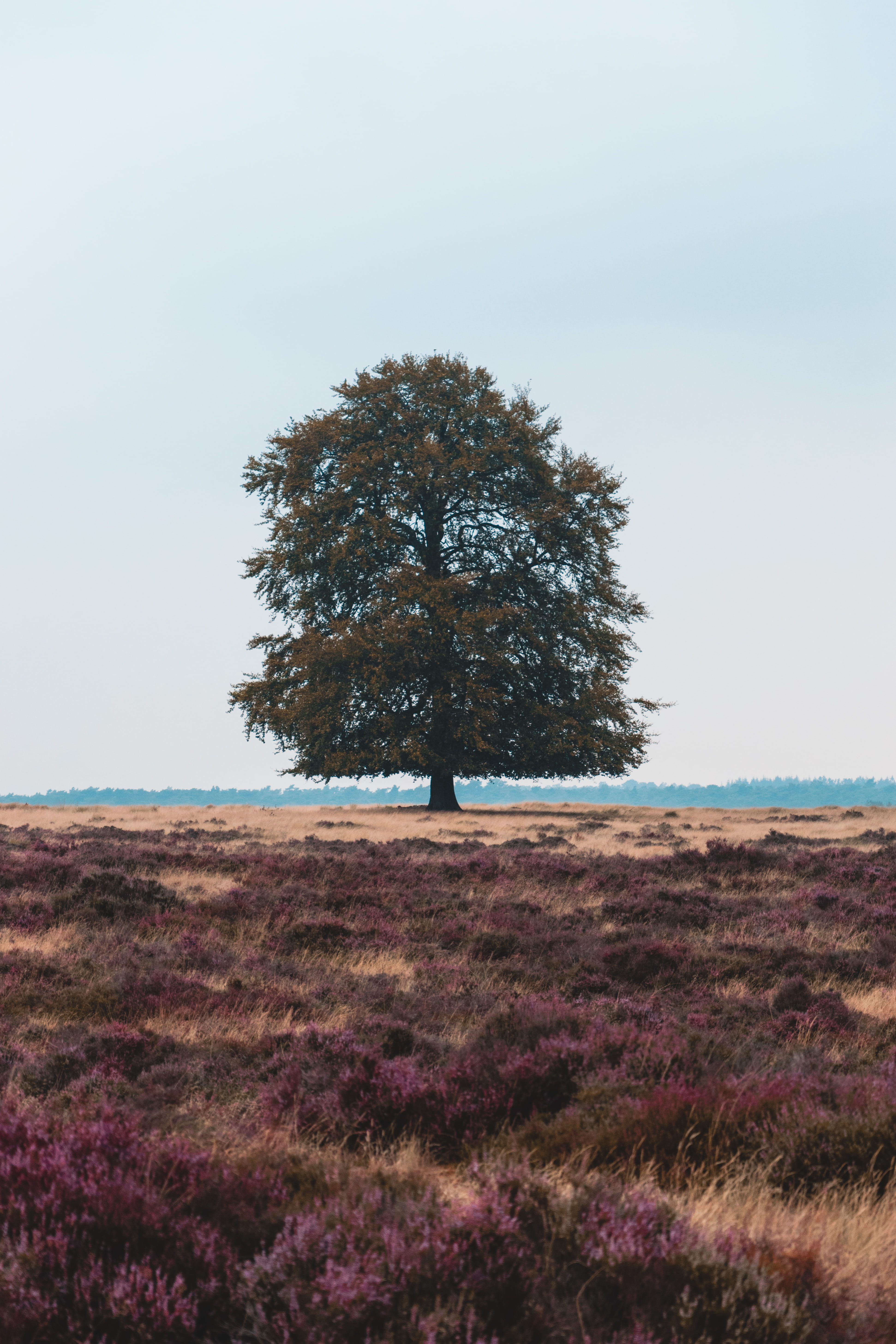 grass, non-urban scene, environment, sky, tree, beauty in nature, nature, tranquility, plains, no people, veluwe, netherlands, day, plant, purple, land, Phone HD Wallpaper