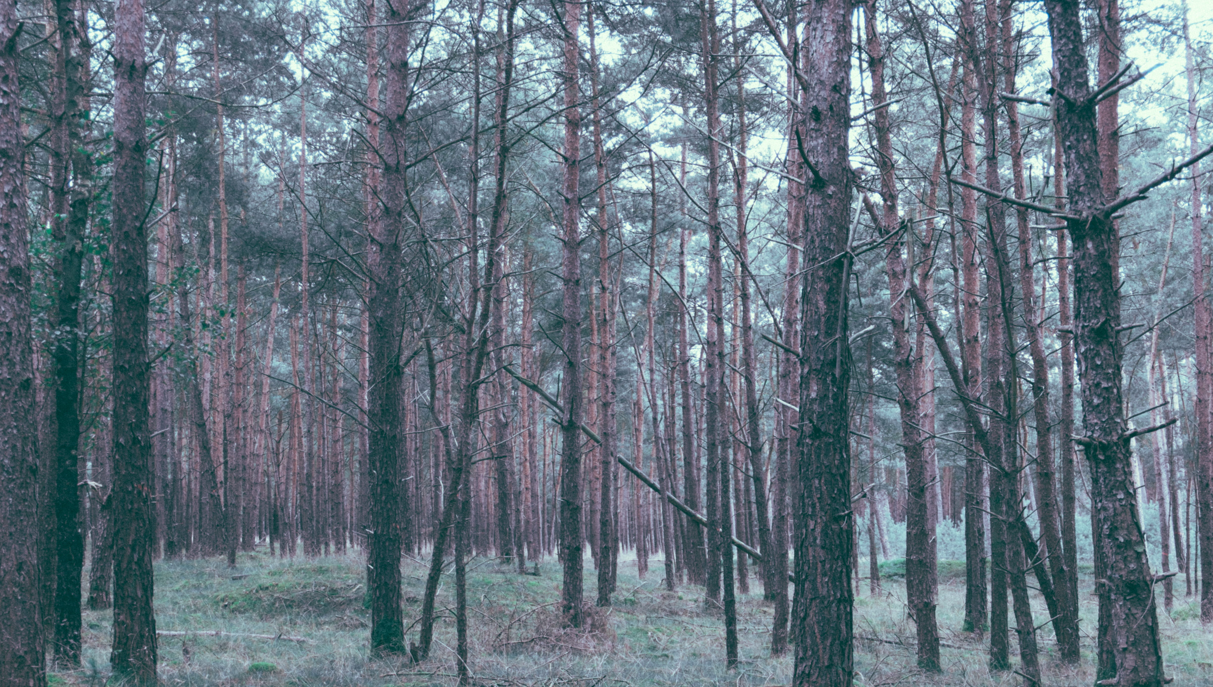 bamboo - plant, tranquil scene, forest, trees, land, non-urban scene, beauty in nature, growth, tree, woodland, day, abundance, 4K, trunk, woods, idyllic, HD Wallpaper