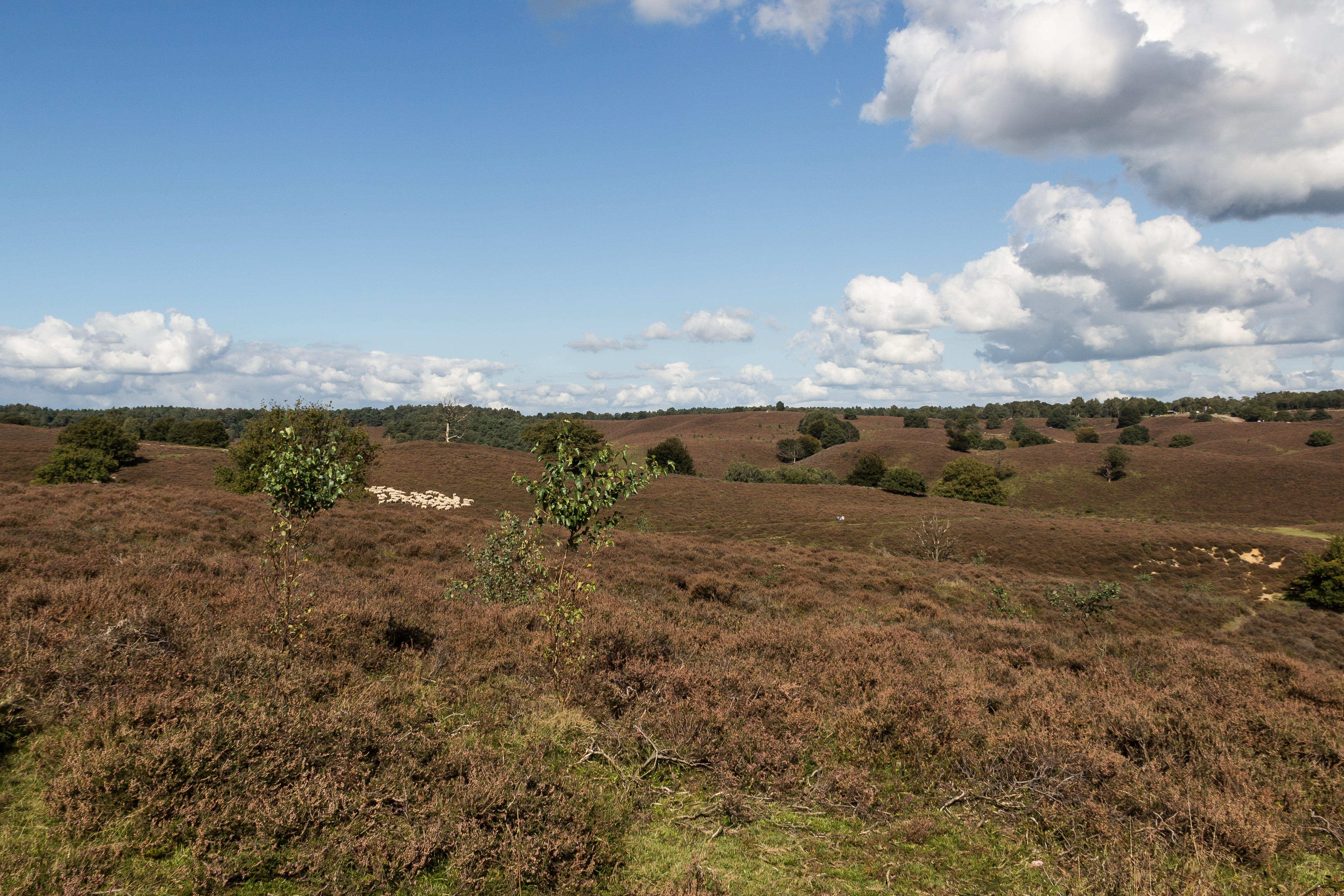 veluwe, beauty in nature, climate, field, 4K, blue sky, nature, day, heide, semi-arid, plant, landscape, netherlands, remote, air, cloud - sky, scenics - nature, HD Wallpaper