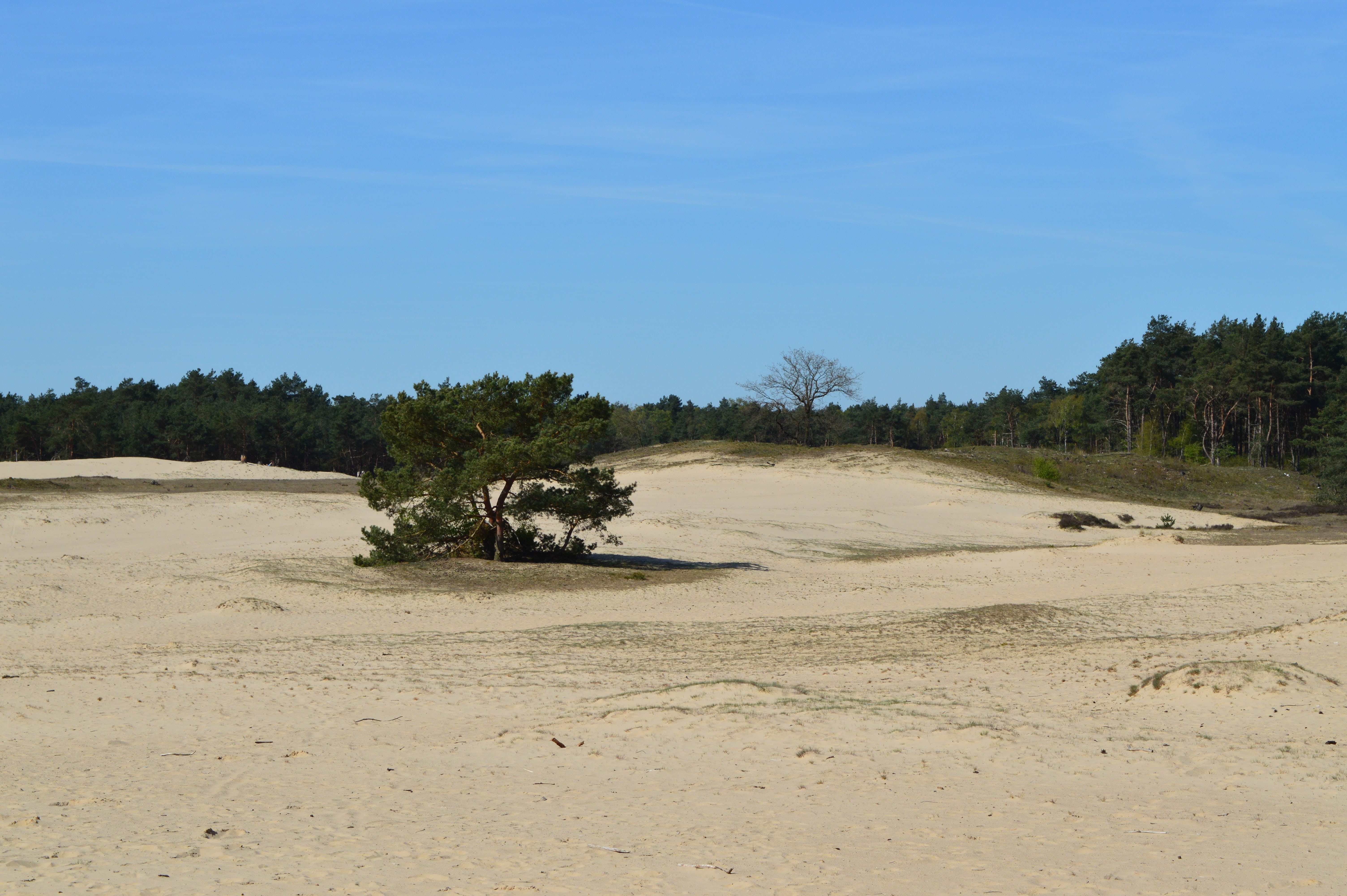 outdoors, nature, environment, landscape, nature reserve, sky, plant, beauty in nature, tranquil scene, blue, water, 5K, otterlo, netherlands, arid climate, HD Wallpaper
