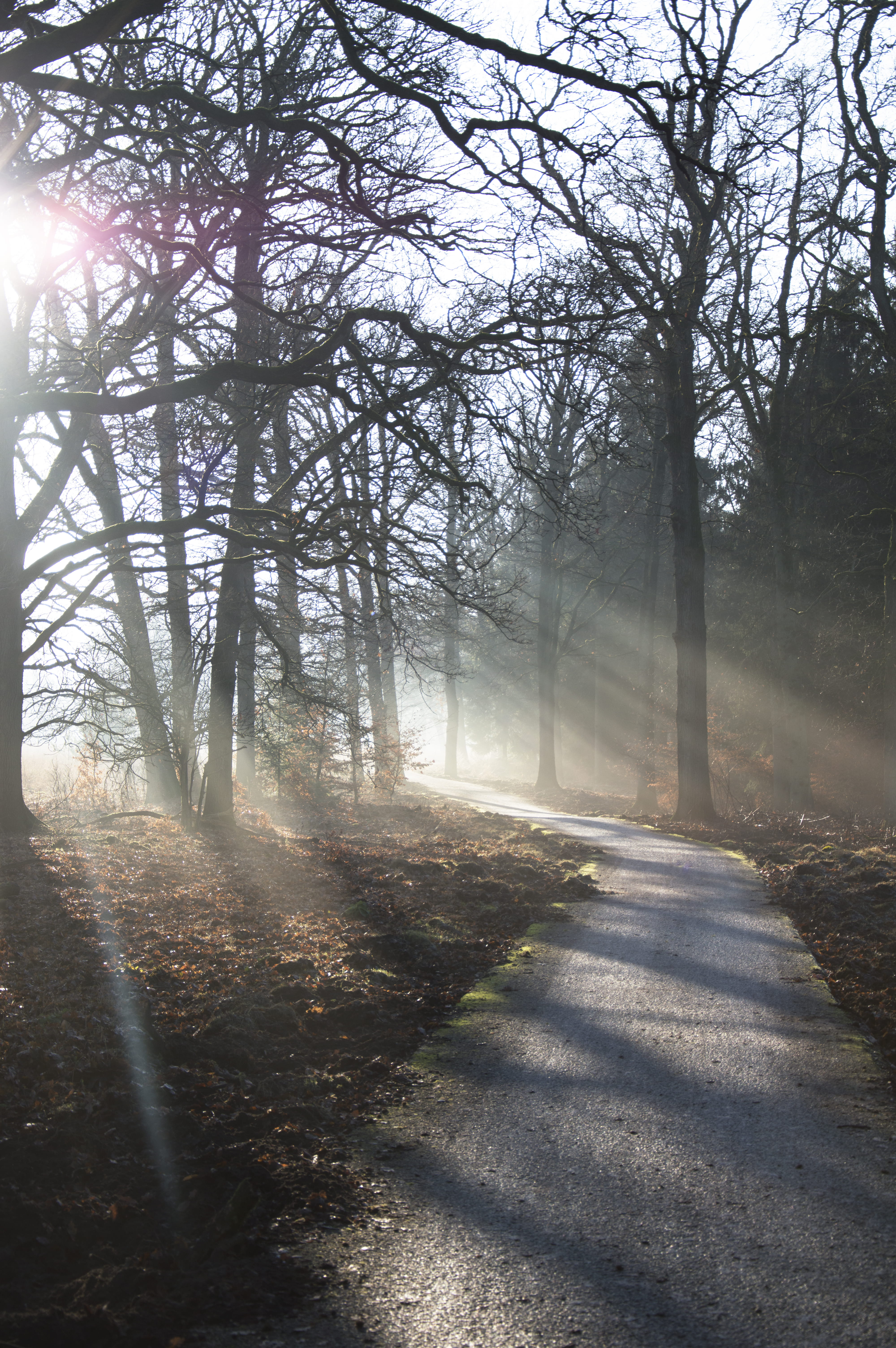direction, outdoors, land, stillness, frost, streaming, fog, day, transportation, lens flare, tranquil scene, dew, non-urban scene, 5K, plant, sunrays, Phone HD Wallpaper