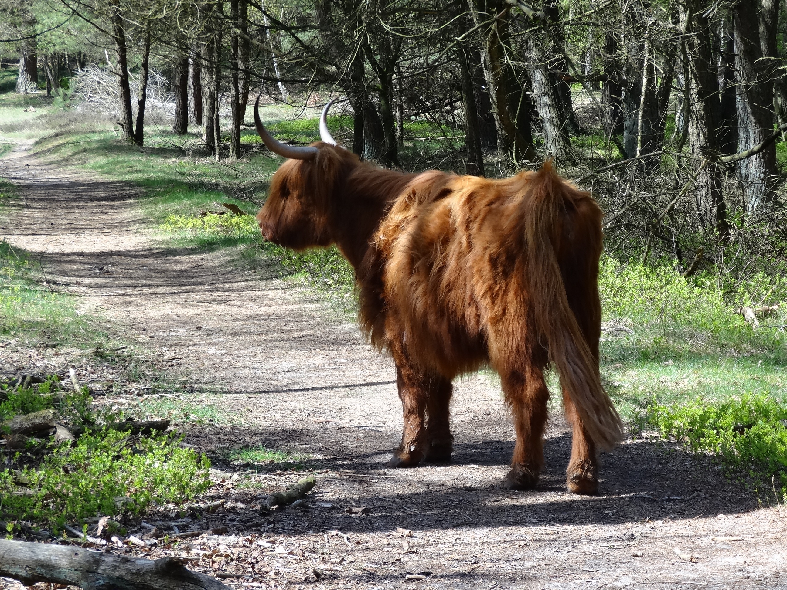 scottish highlander, animals, forest, beast, cattle, pets, cow, animal, herbivorous, 2K, bovine species, mammal, animal hair, livestock, highlander, cows, HD Wallpaper