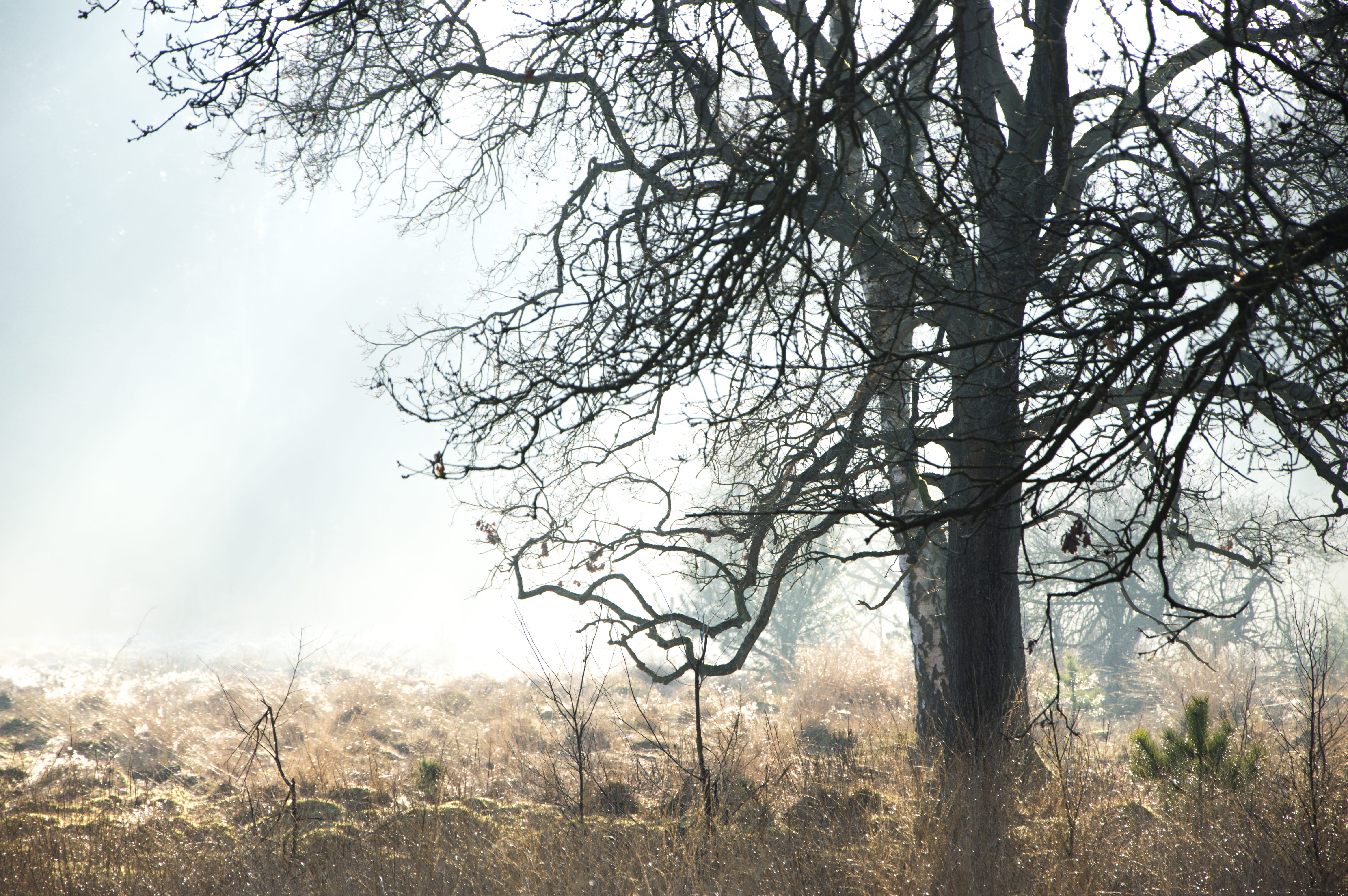 field, birch, veluwe, winter sun, plant, frost, environment, stillness, tree, beauty in nature, growth, winter light, 5K, fog, outdoors, dew, day, tranquility, HD Wallpaper