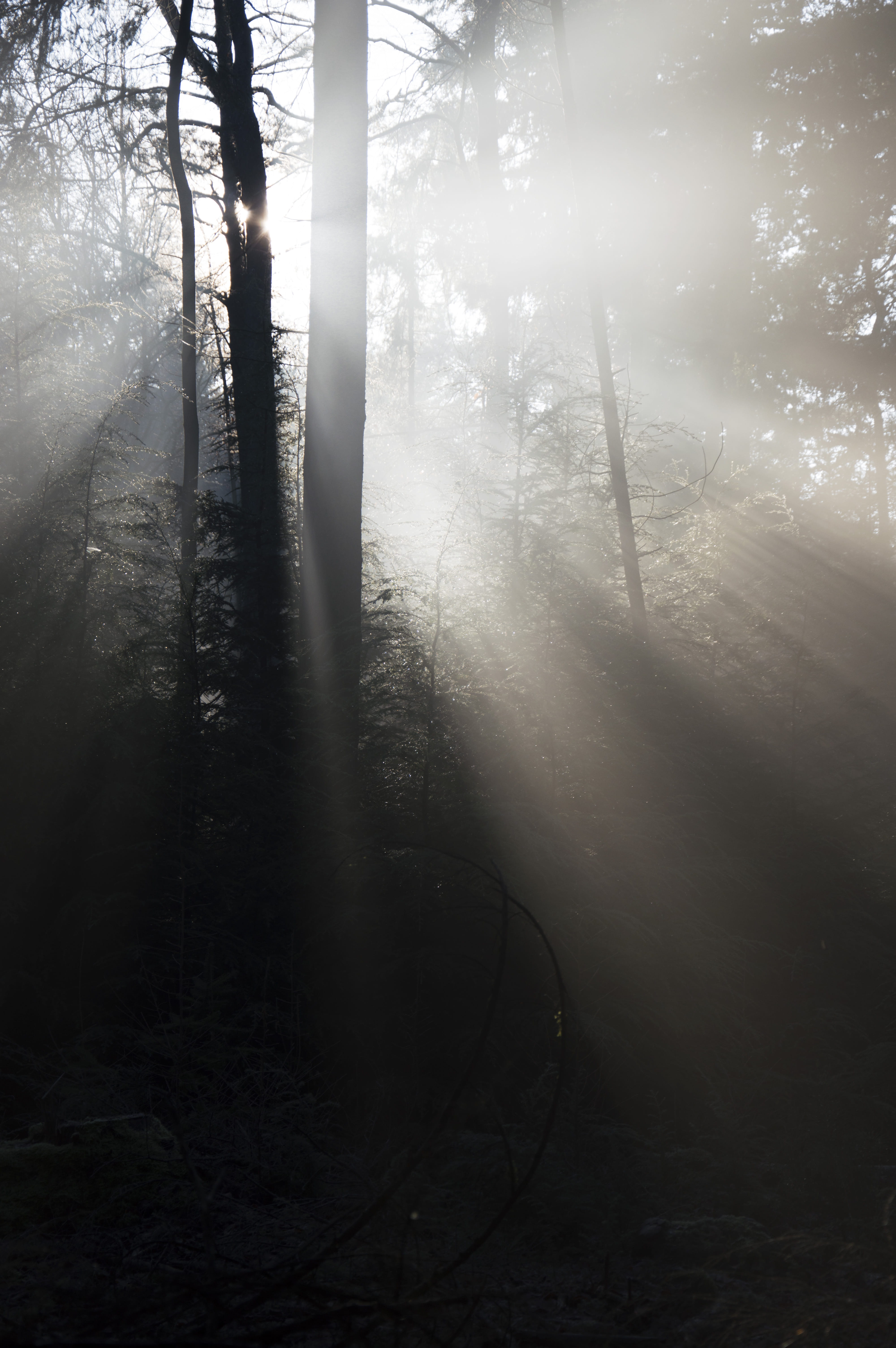 streaming, hazy, forest, day, otterlo, dew, shadow, sunbeam, trunk, land, winter sun, no people, nature, sunrays, tree, growth, tranquility, non-urban scene, Phone HD Wallpaper