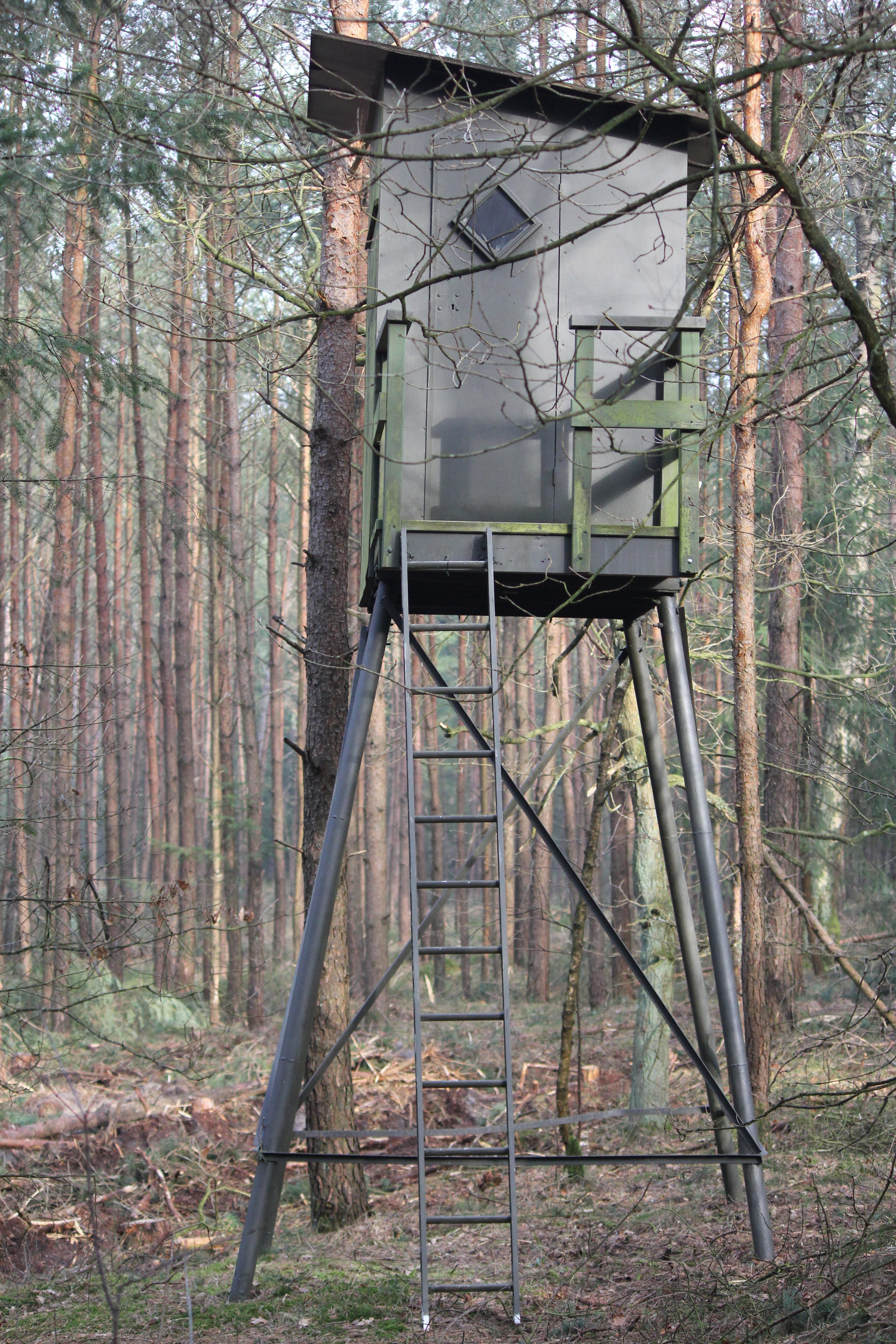 metal, willemsbos, nature, tranquility, ruined, branch, abandoned, hunting lodge, tree, ladder, woodland, outdoors, forest, architecture, old, trunk, 5K, Phone HD Wallpaper