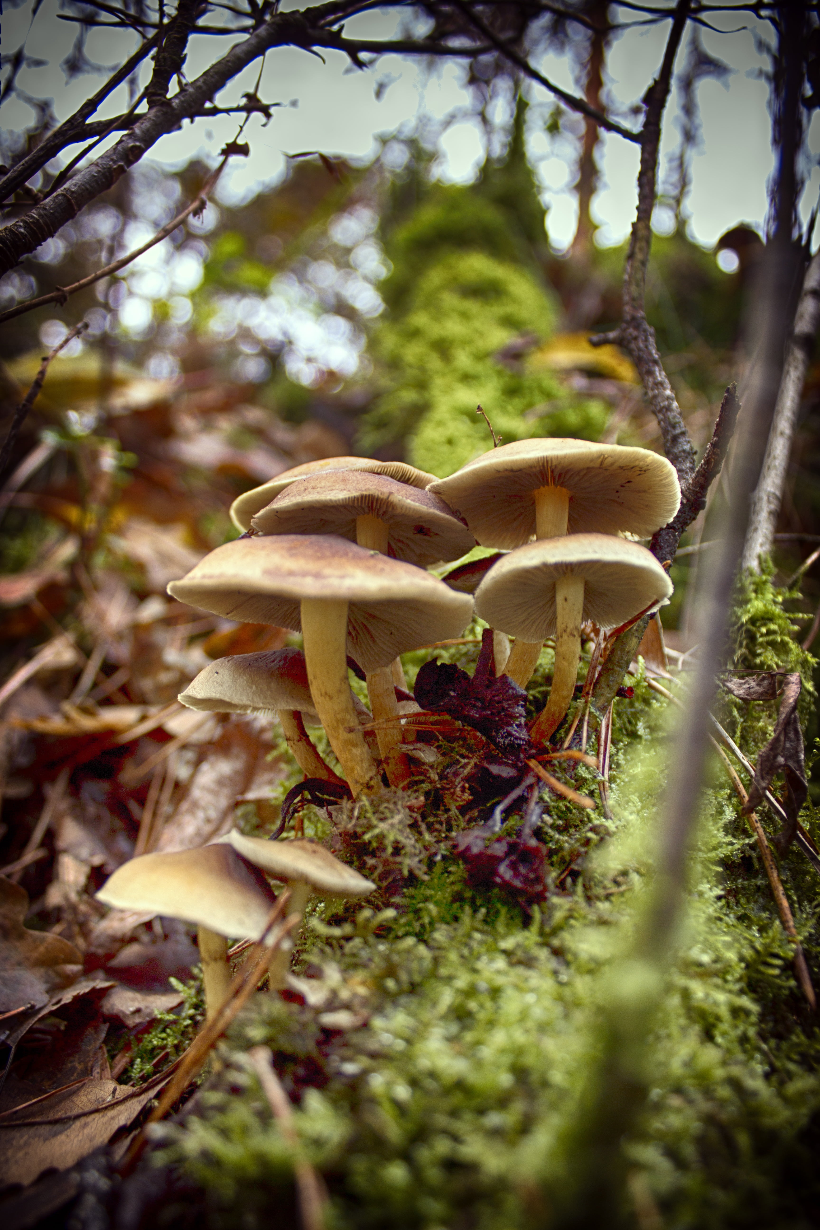nature, field, food and drink, tree, autumn, 5K, vulnerability, fungus, close-up, food, plant, veluwe, forest, surface level, mushroom, wild, eerbeek, Phone HD Wallpaper
